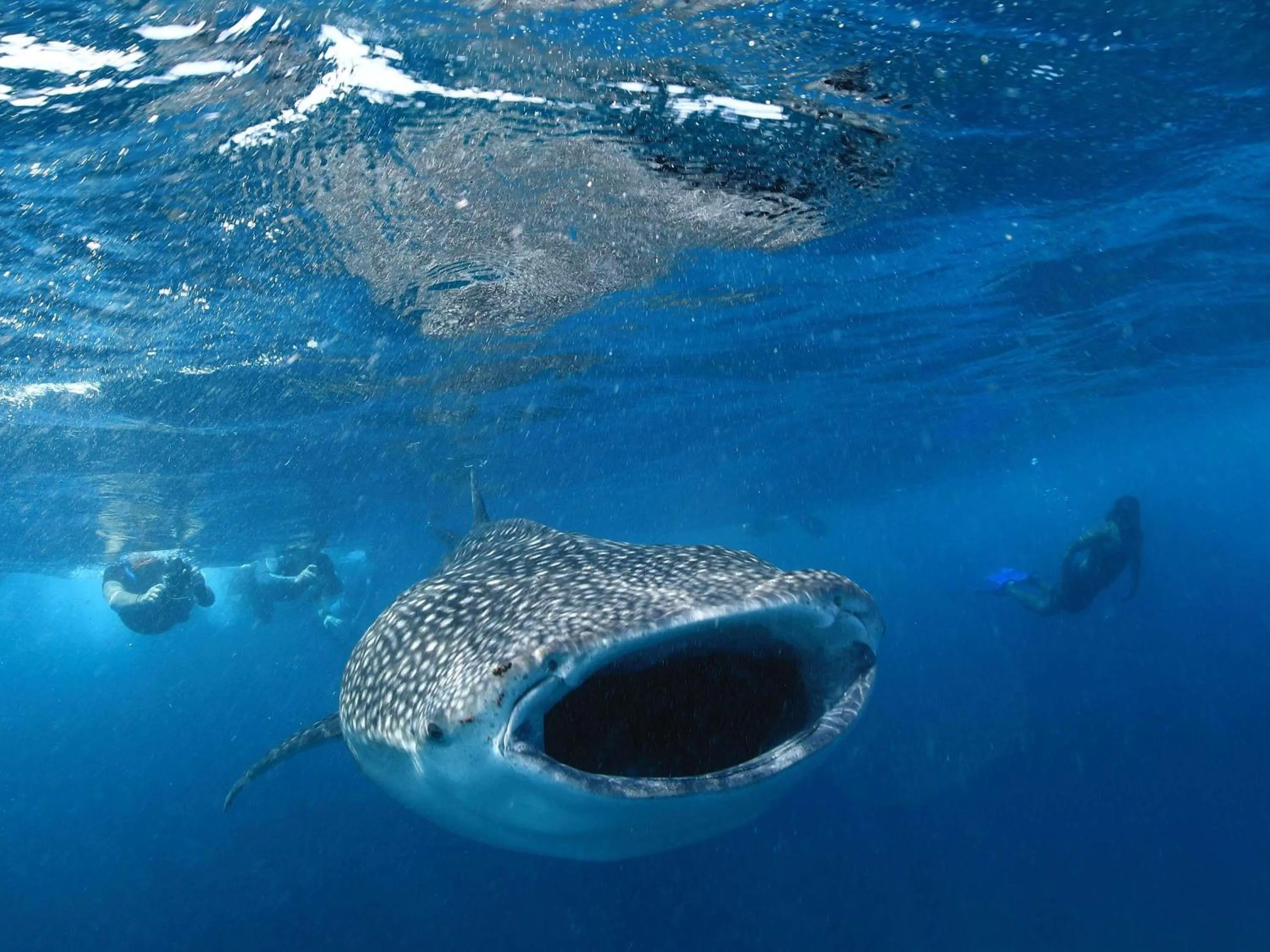 Other in V Villas Maldives at Mirihi - MGallery Collection