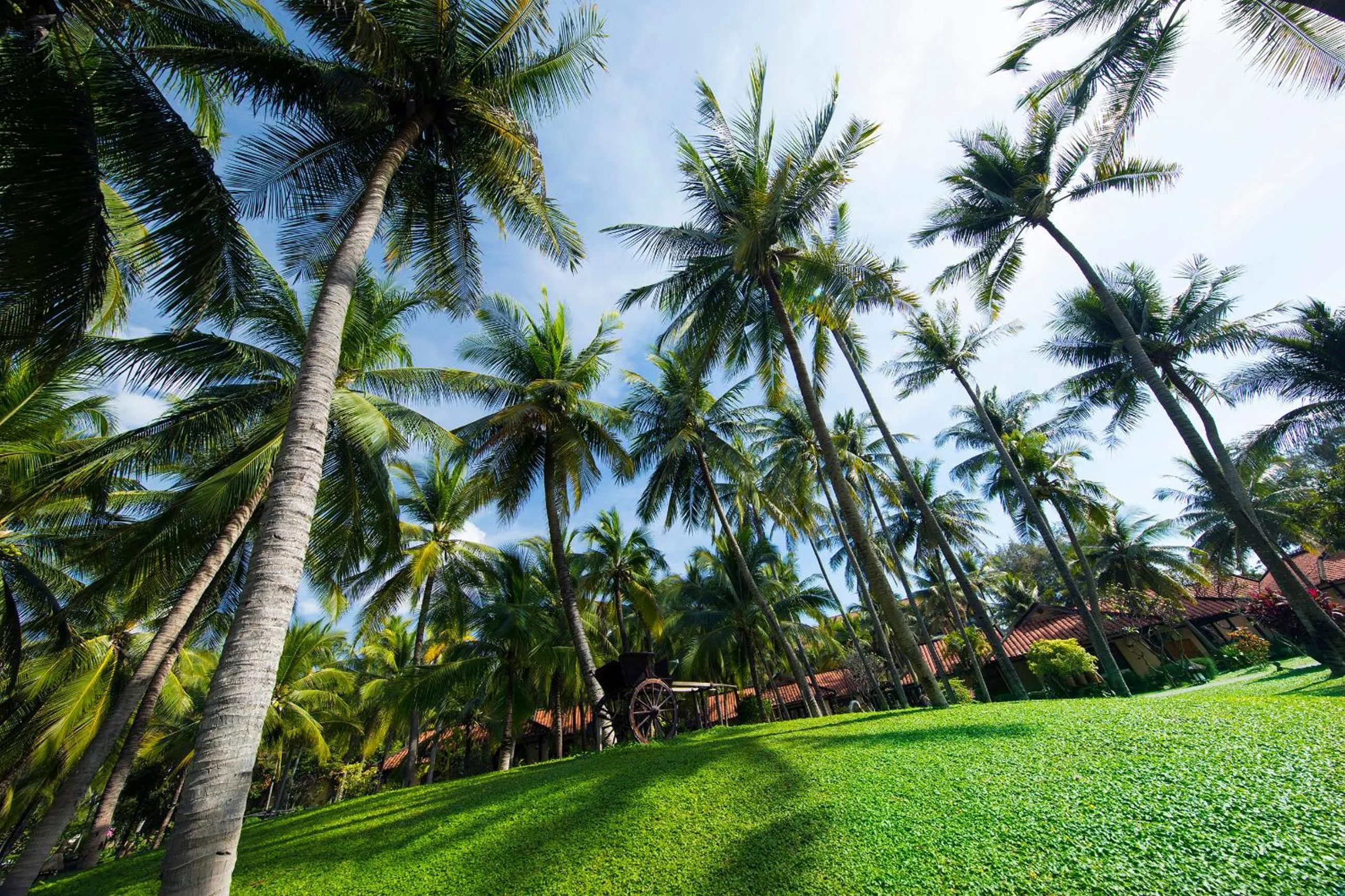 Garden in Seahorse Resort & Spa
