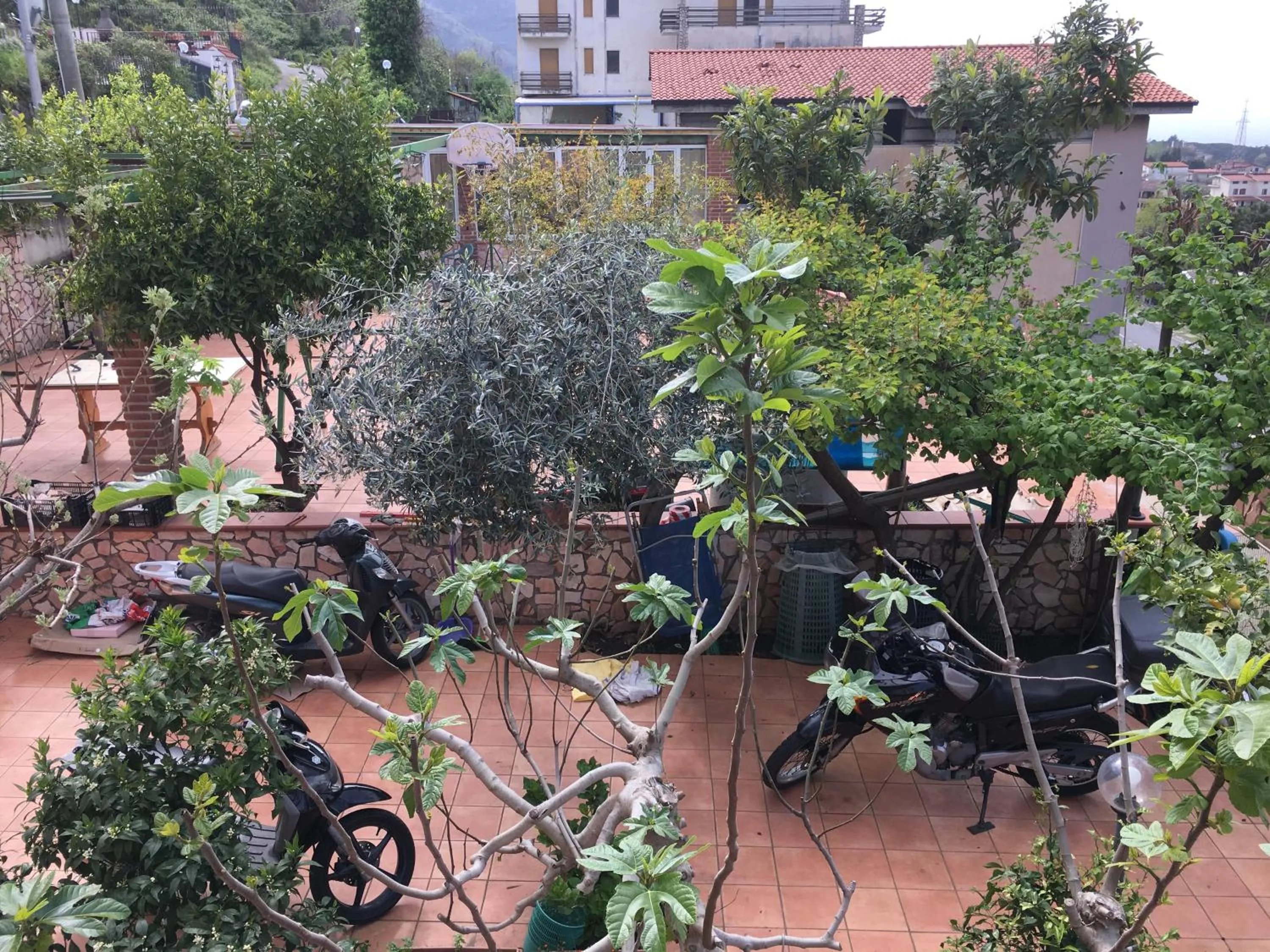 Garden in villa eden