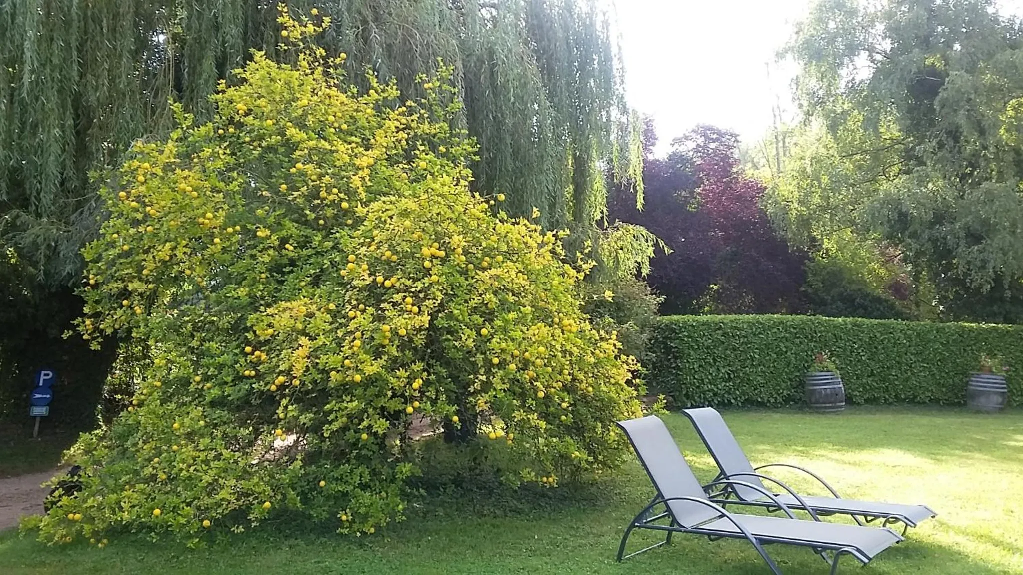 Garden in Hostellerie Sarrasine, Mâcon Est - Teritoria