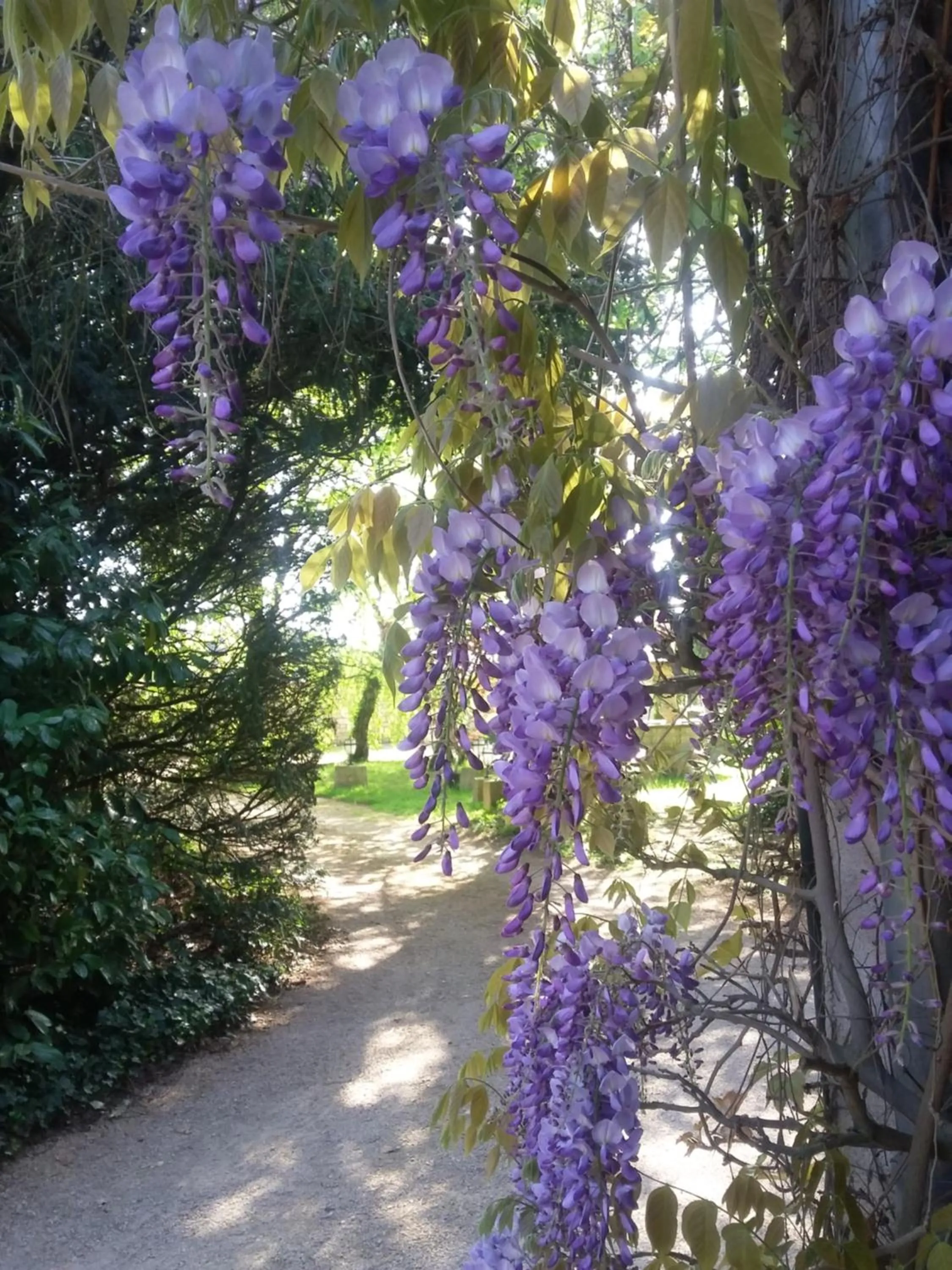 Garden view in Hostellerie Sarrasine, Mâcon Est - Teritoria