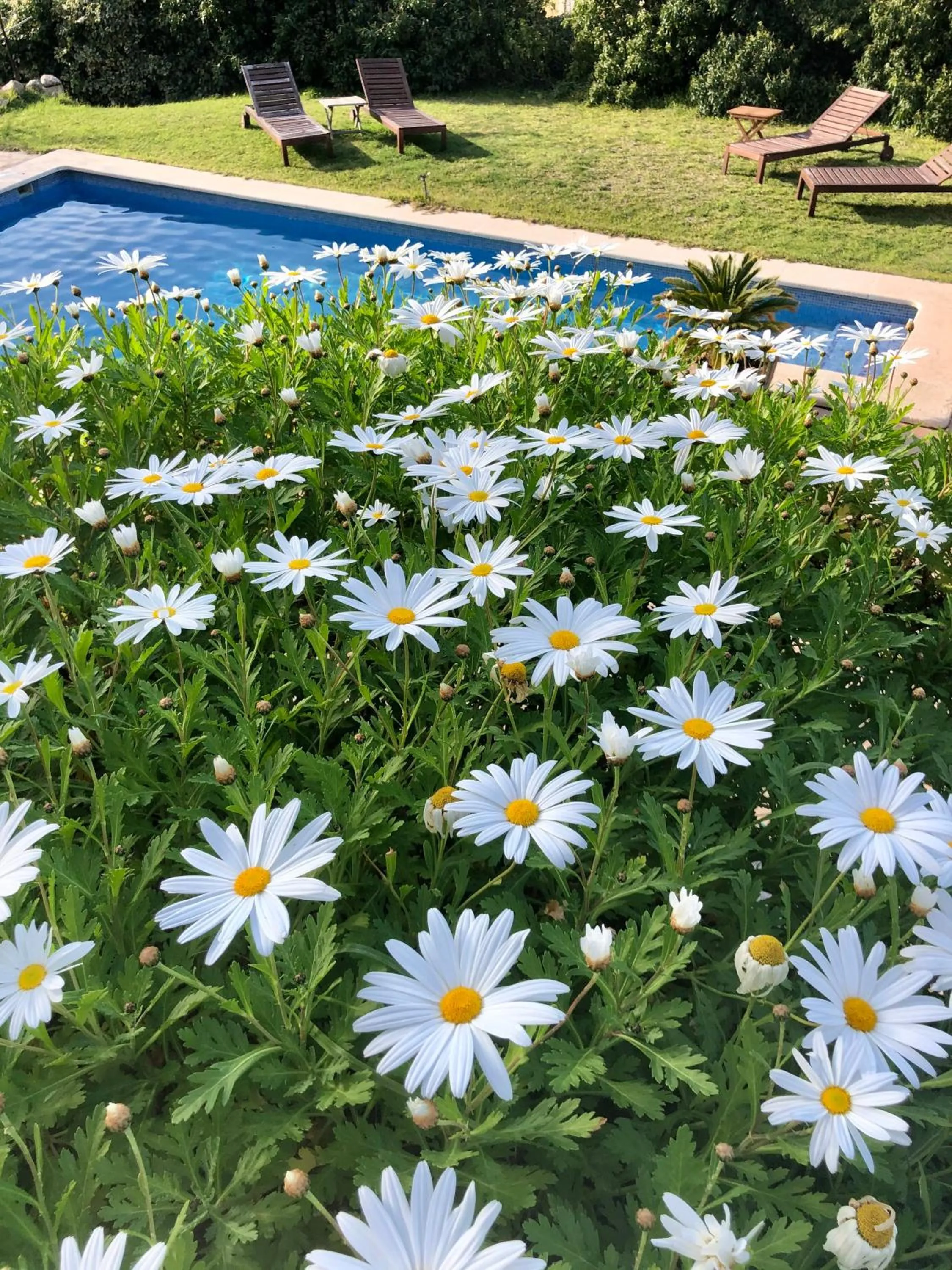 Swimming pool in Sa Plana Petit Hotel