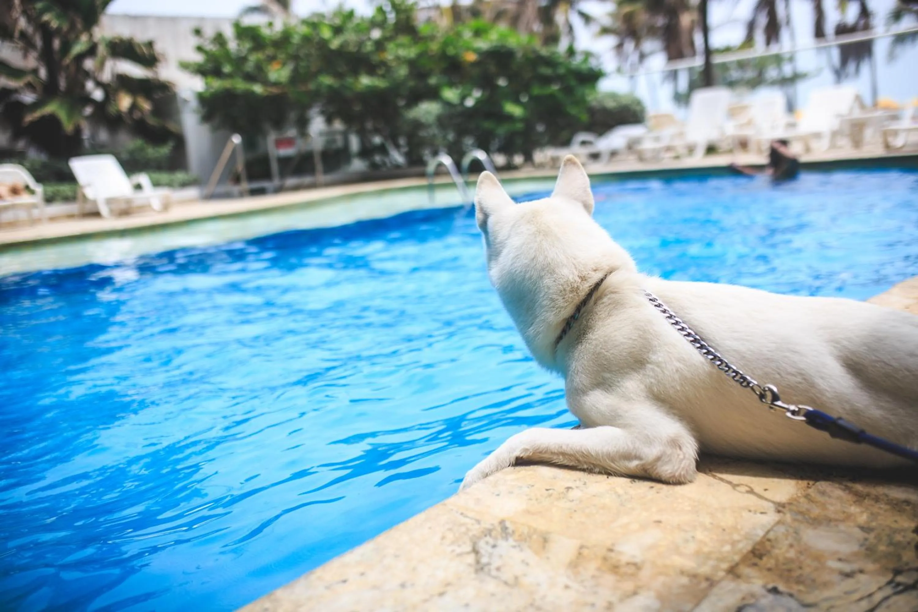 Pets in Hotel Playa Club