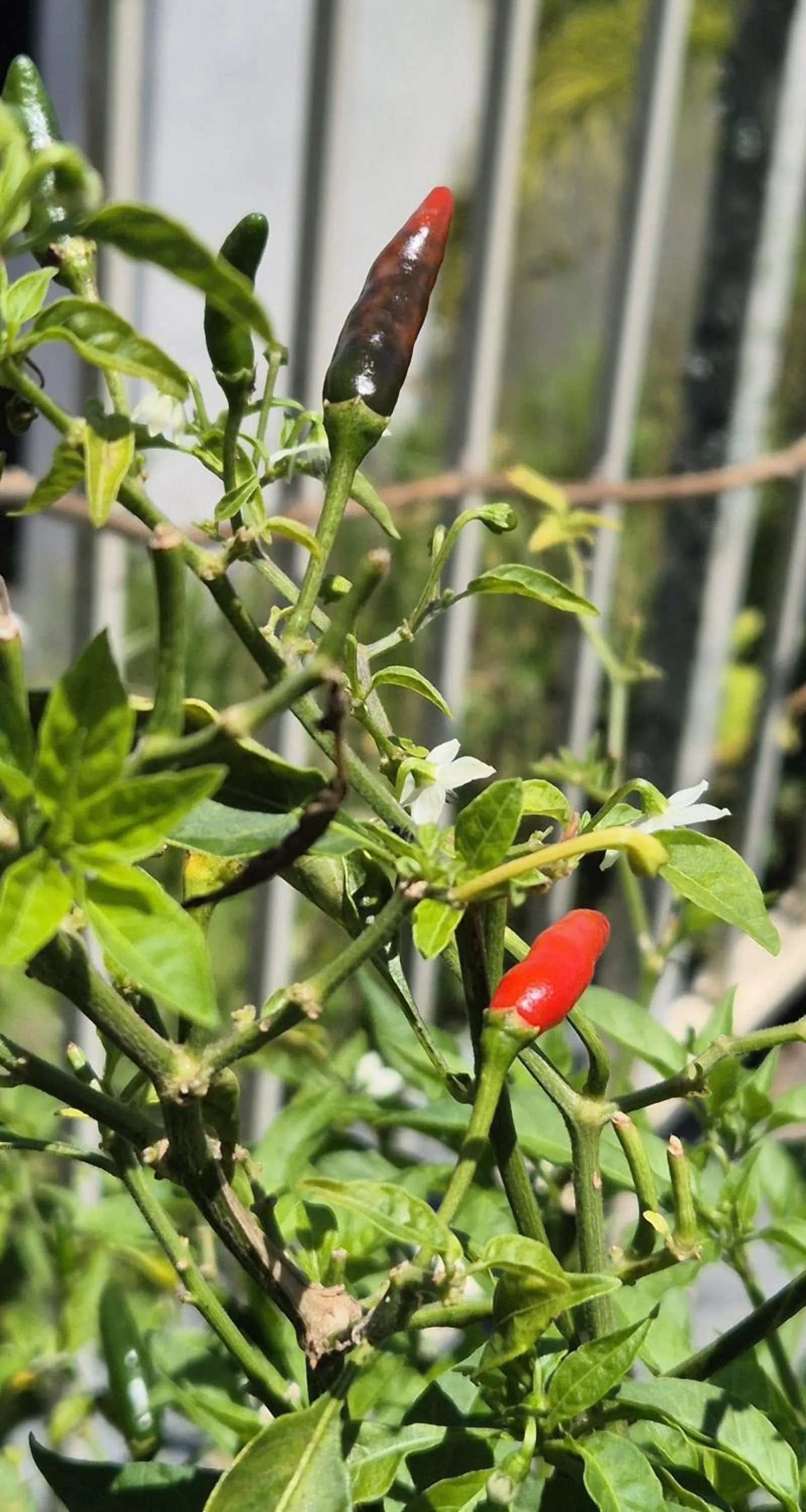 Garden in The Hill Apartments Currumbin Beach