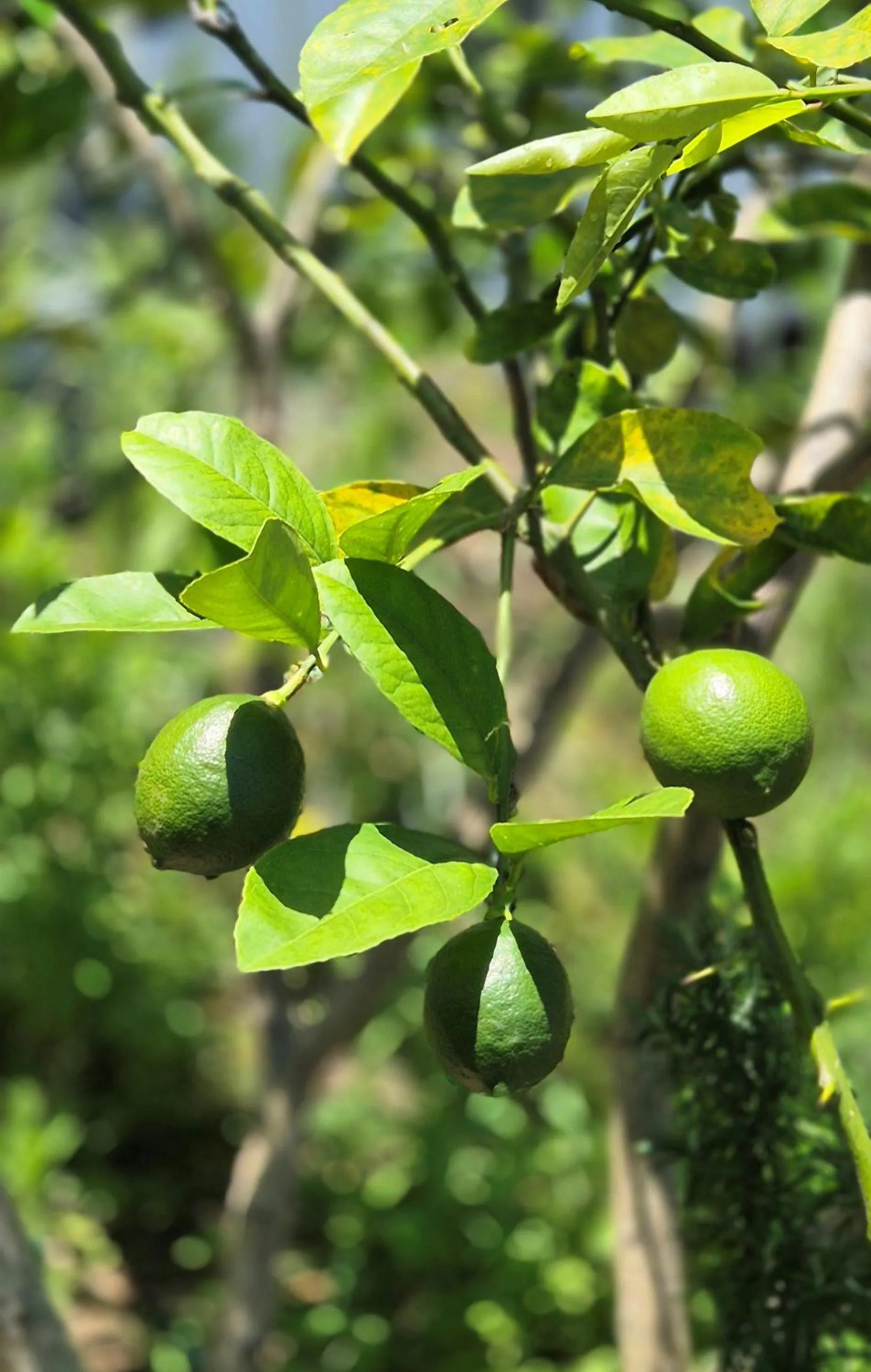 Garden in The Hill Apartments Currumbin Beach
