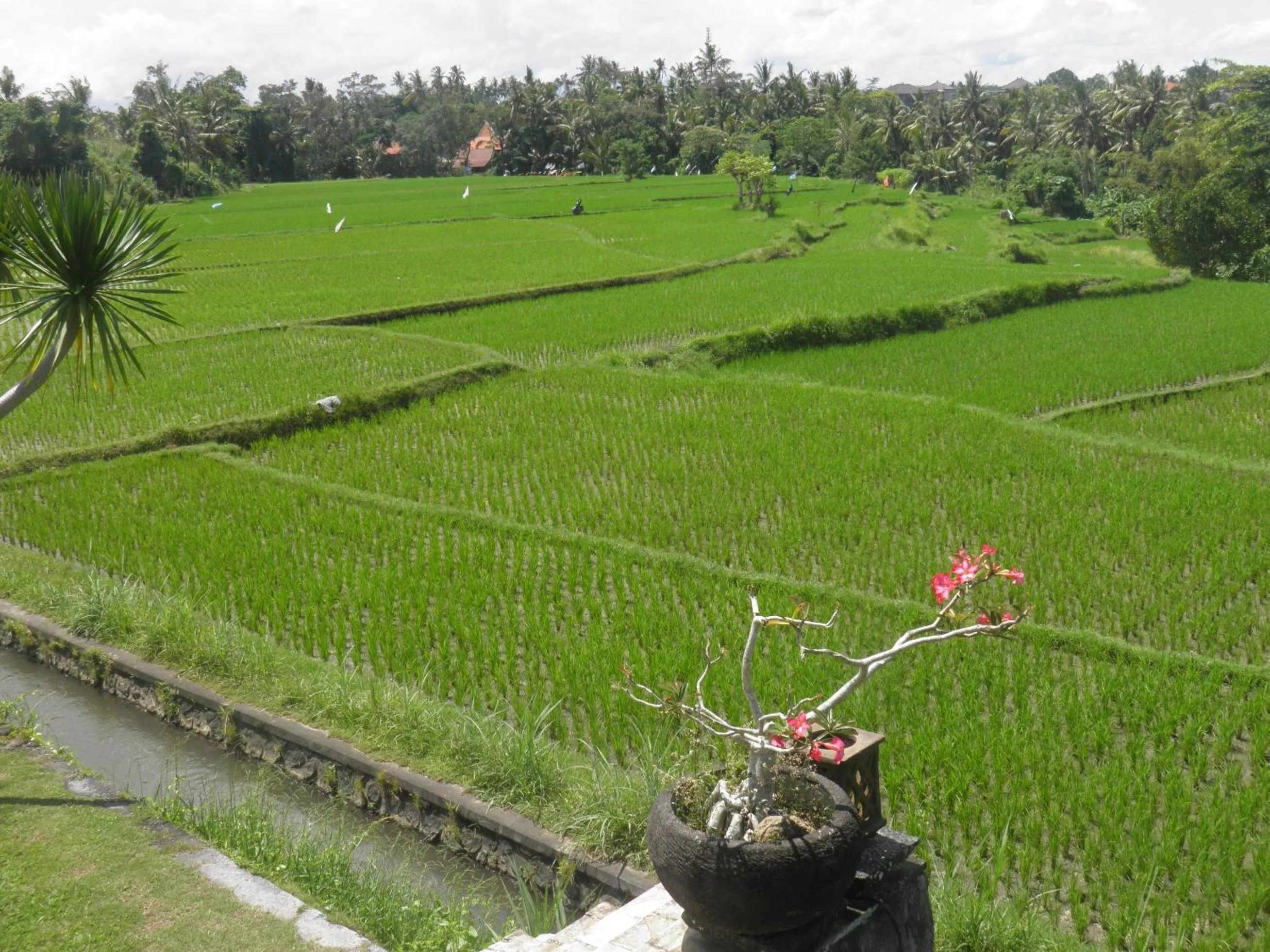 View (from property/room) in Bumi Ubud Resort