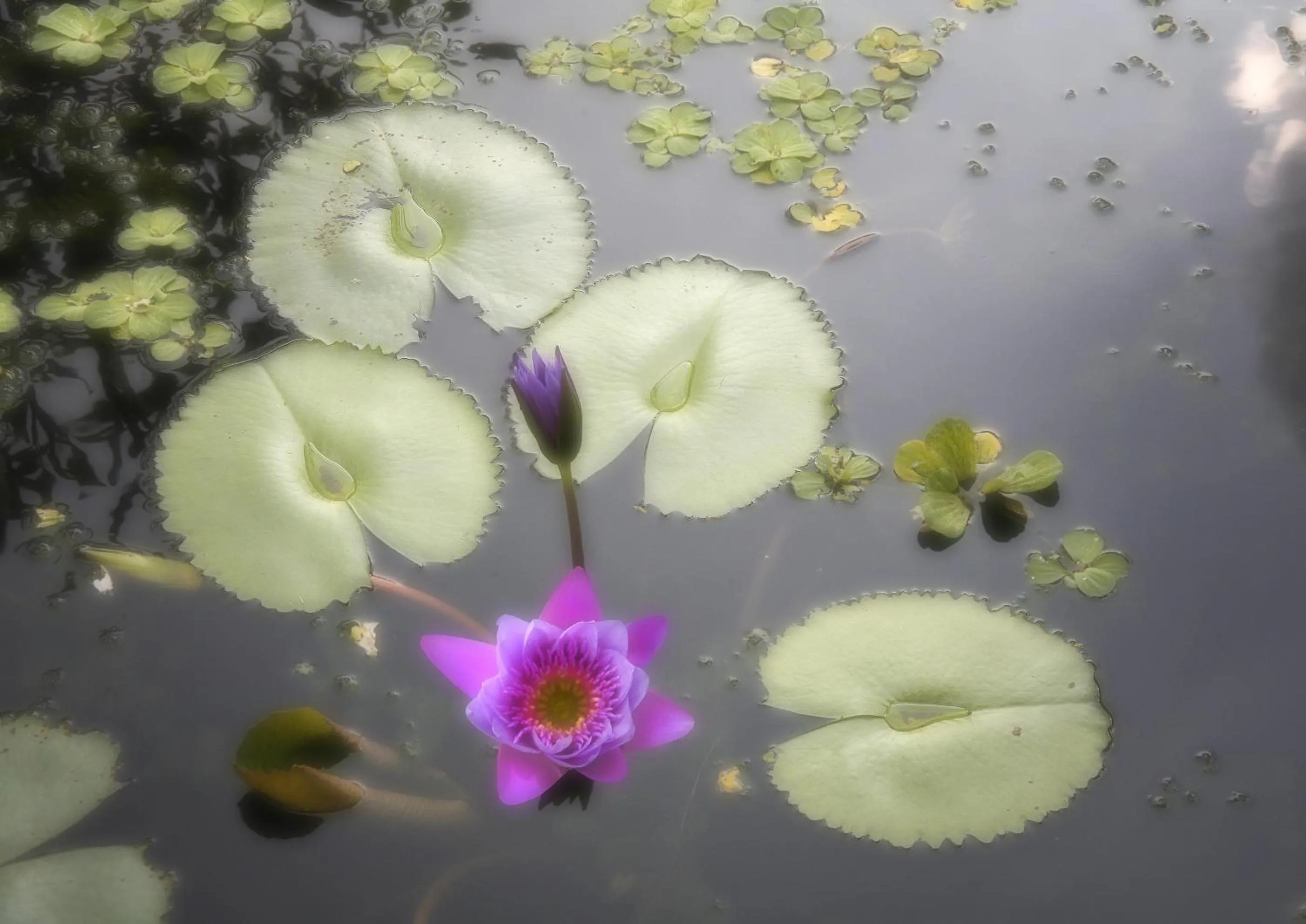 On site in Bumi Ubud Resort