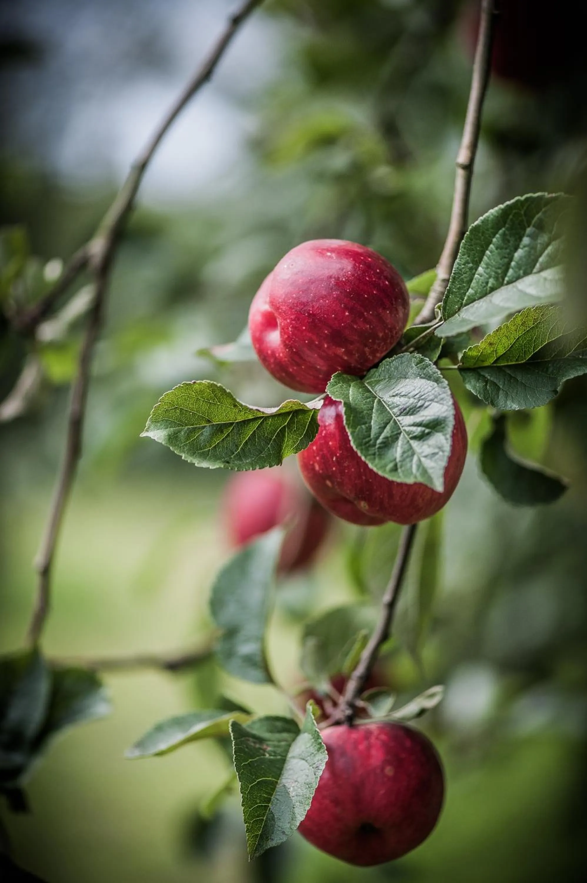 Garden in Landhotel Rebstock