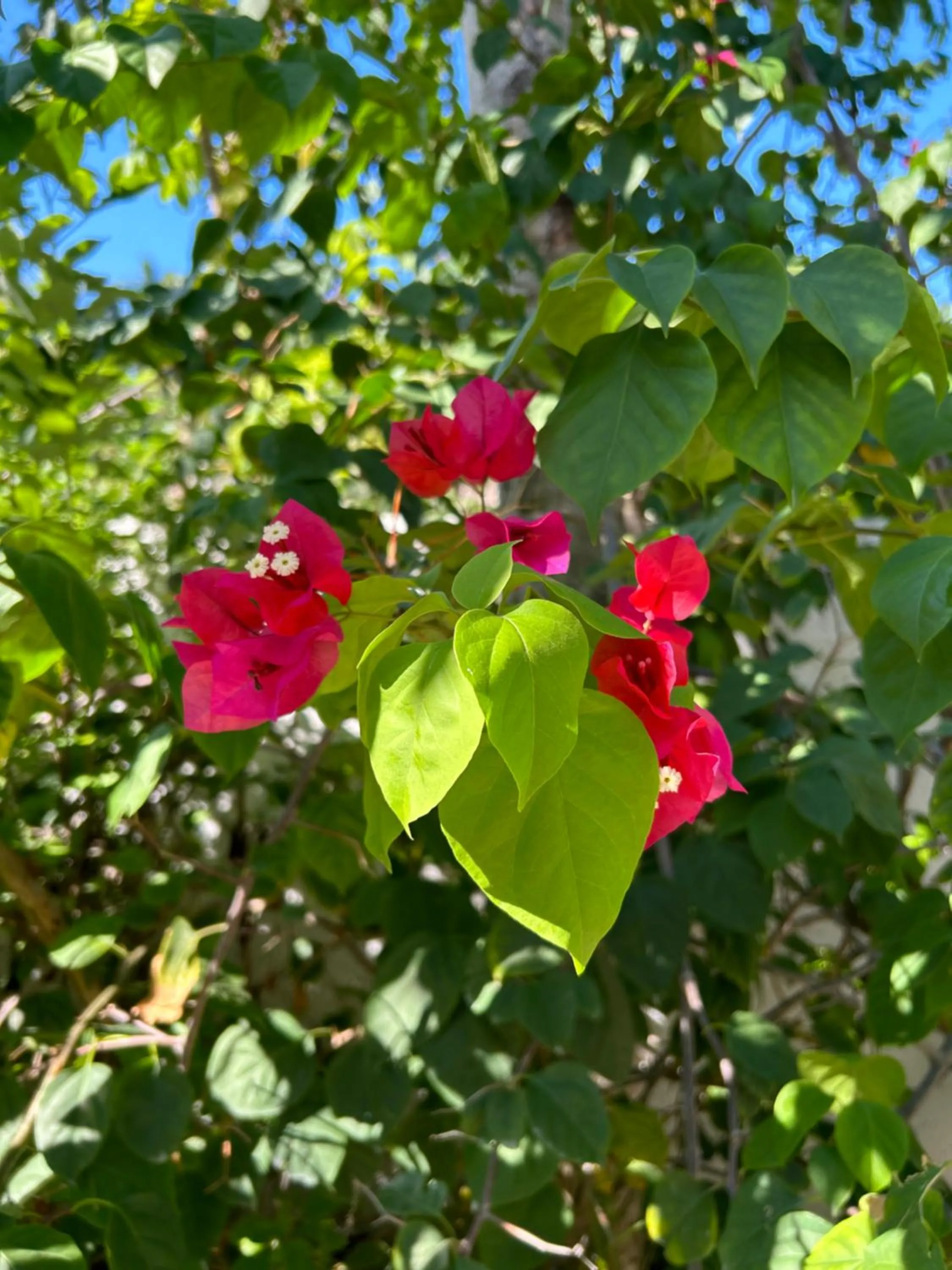 Garden in Zomay Beachfront Holbox