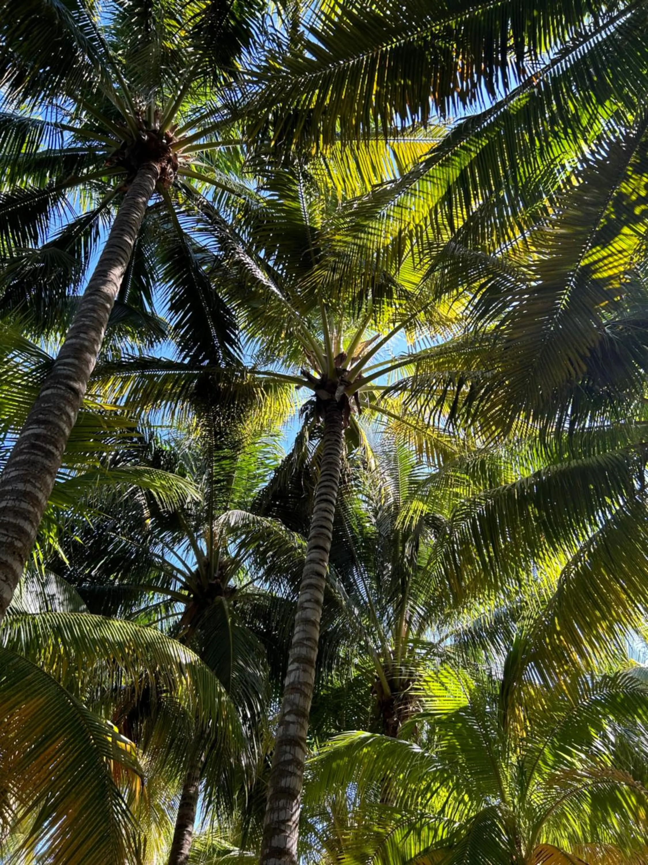 Garden in Zomay Beachfront Holbox