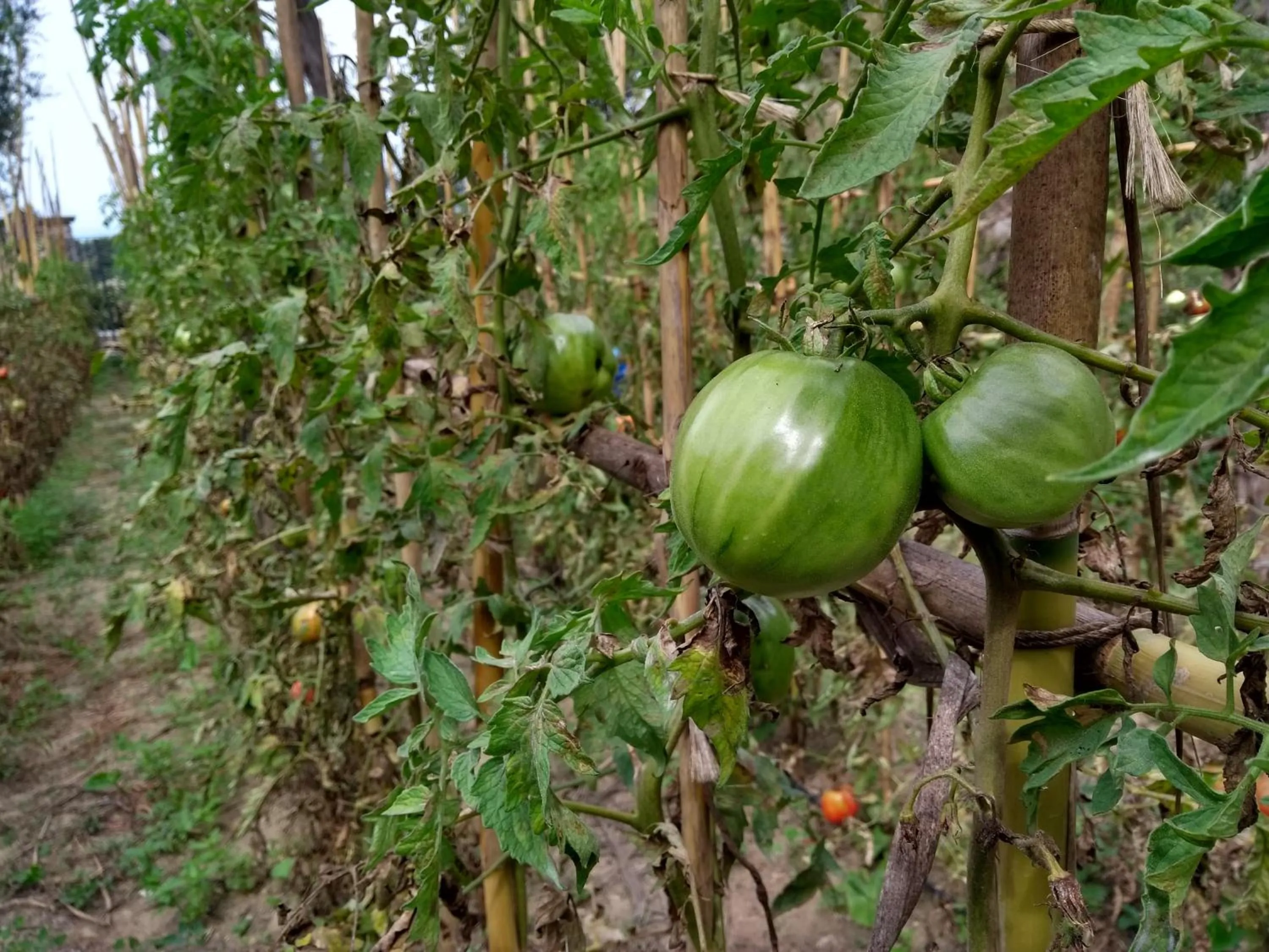 Food and drinks in Anna Belle Elegant AgriResort