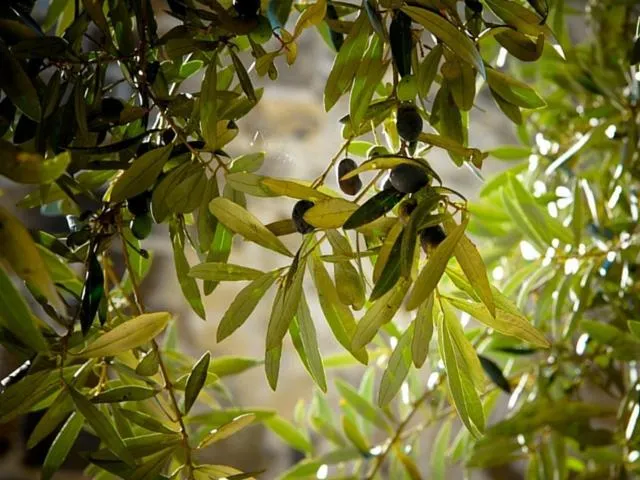 Garden in Anna Belle Elegant AgriResort