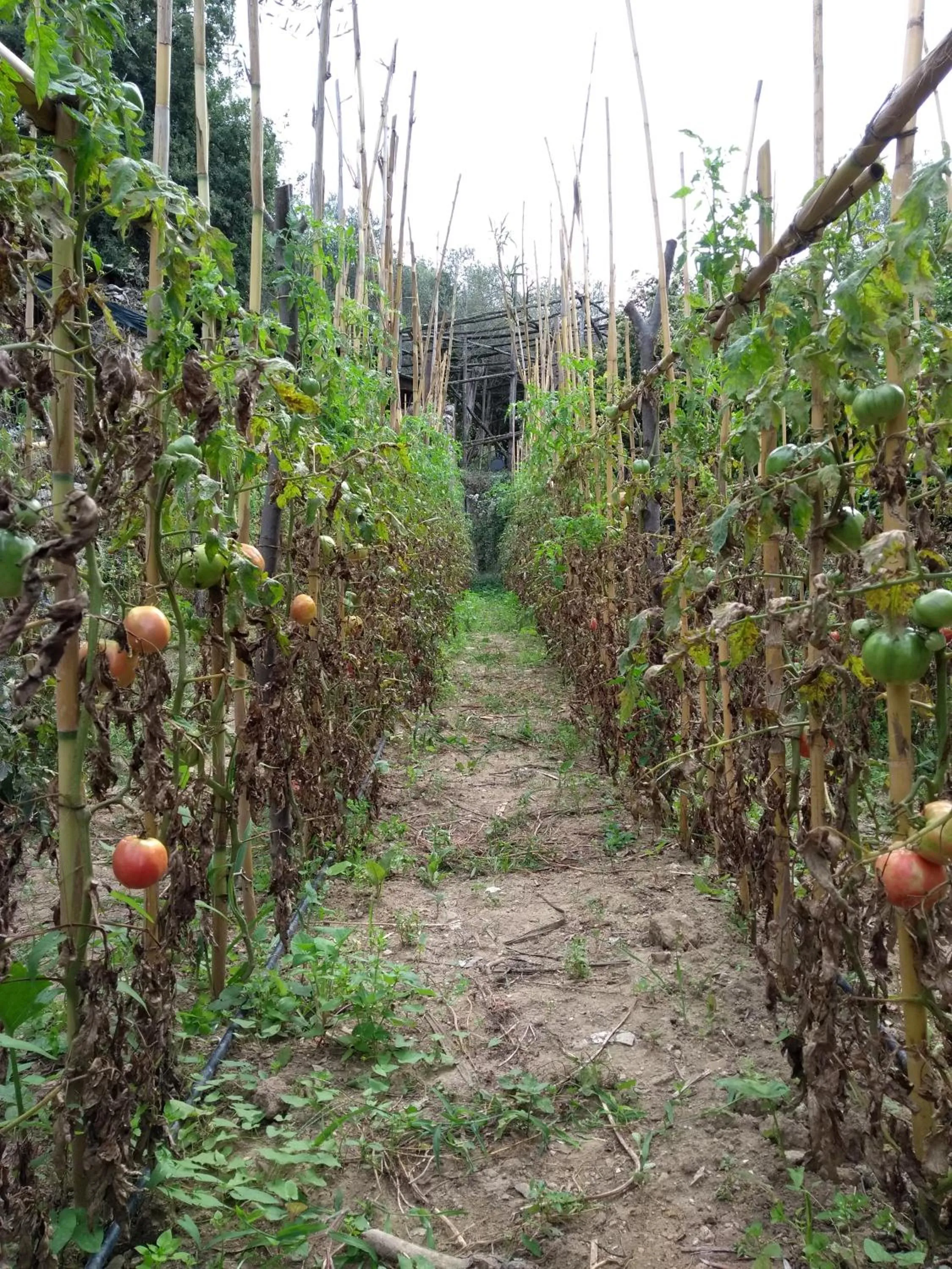 Garden in Anna Belle Elegant AgriResort