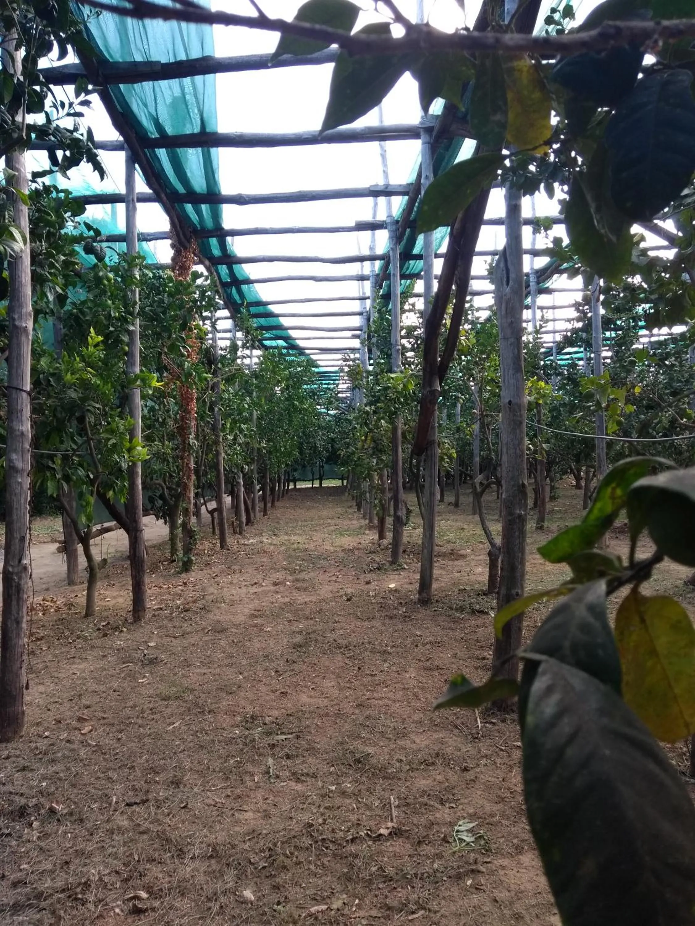 Garden in Anna Belle Elegant AgriResort