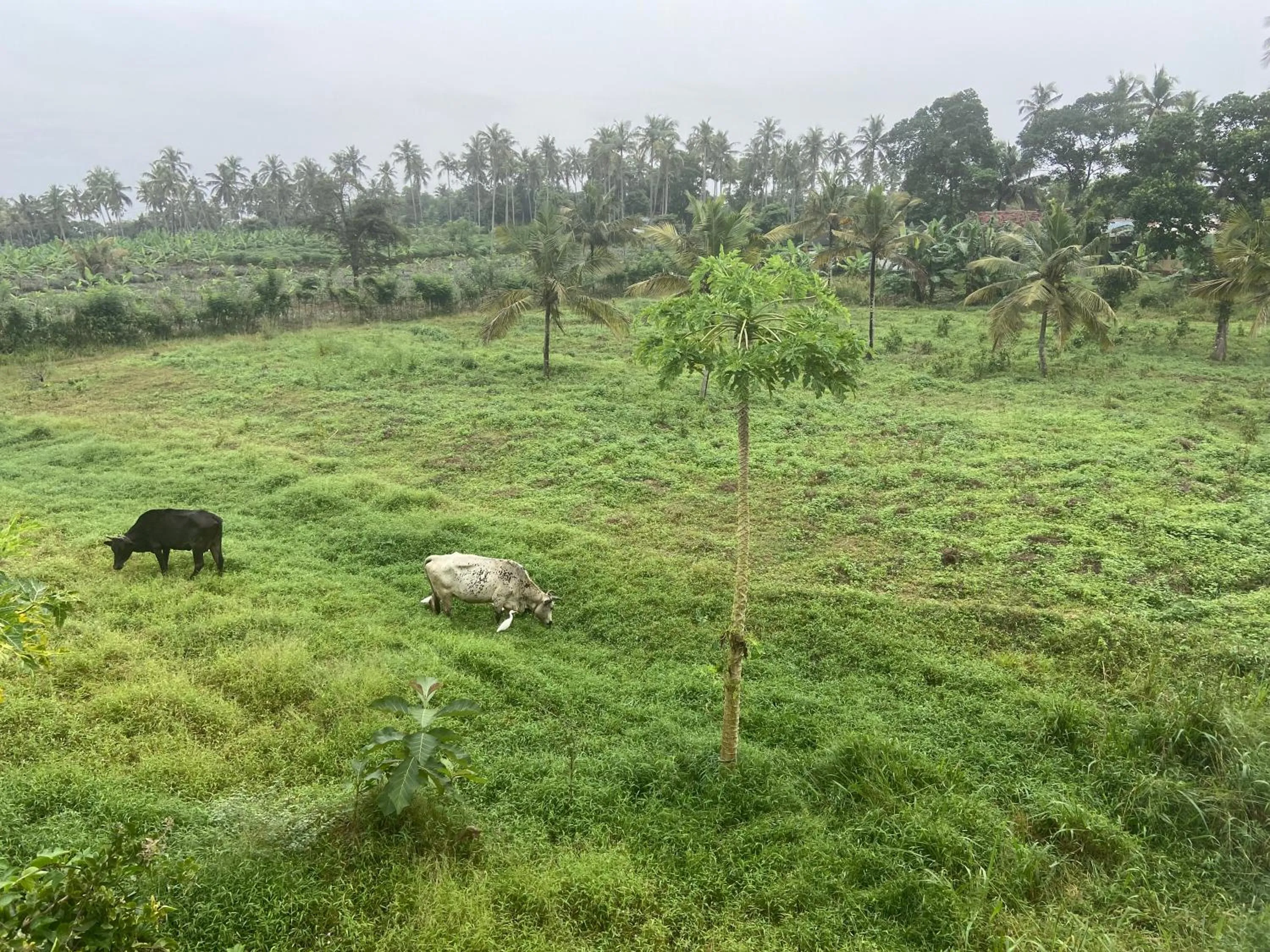 Natural landscape in White Villa Airport Transit Hotel