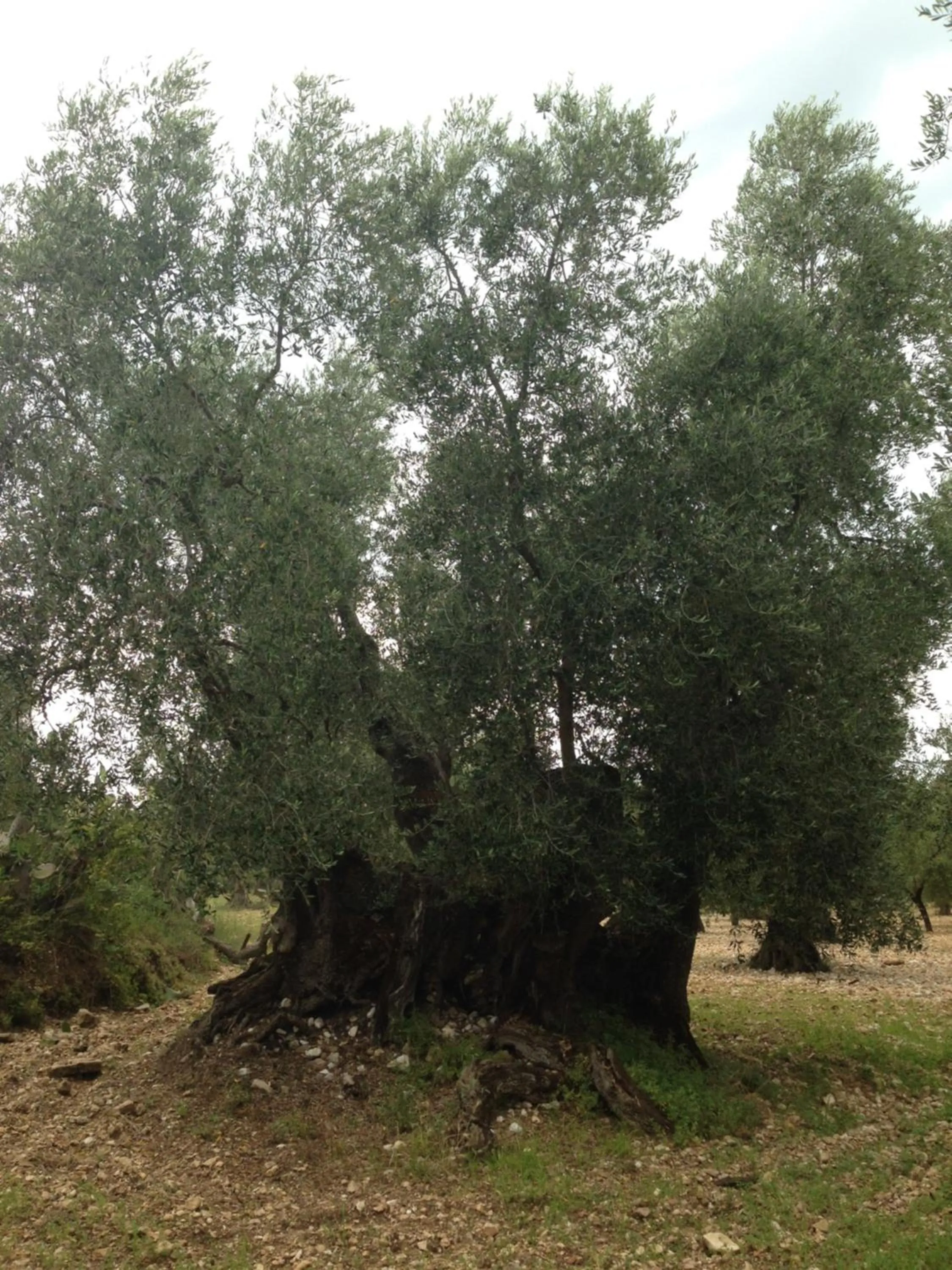 Decorative detail in Residence Valleverde
