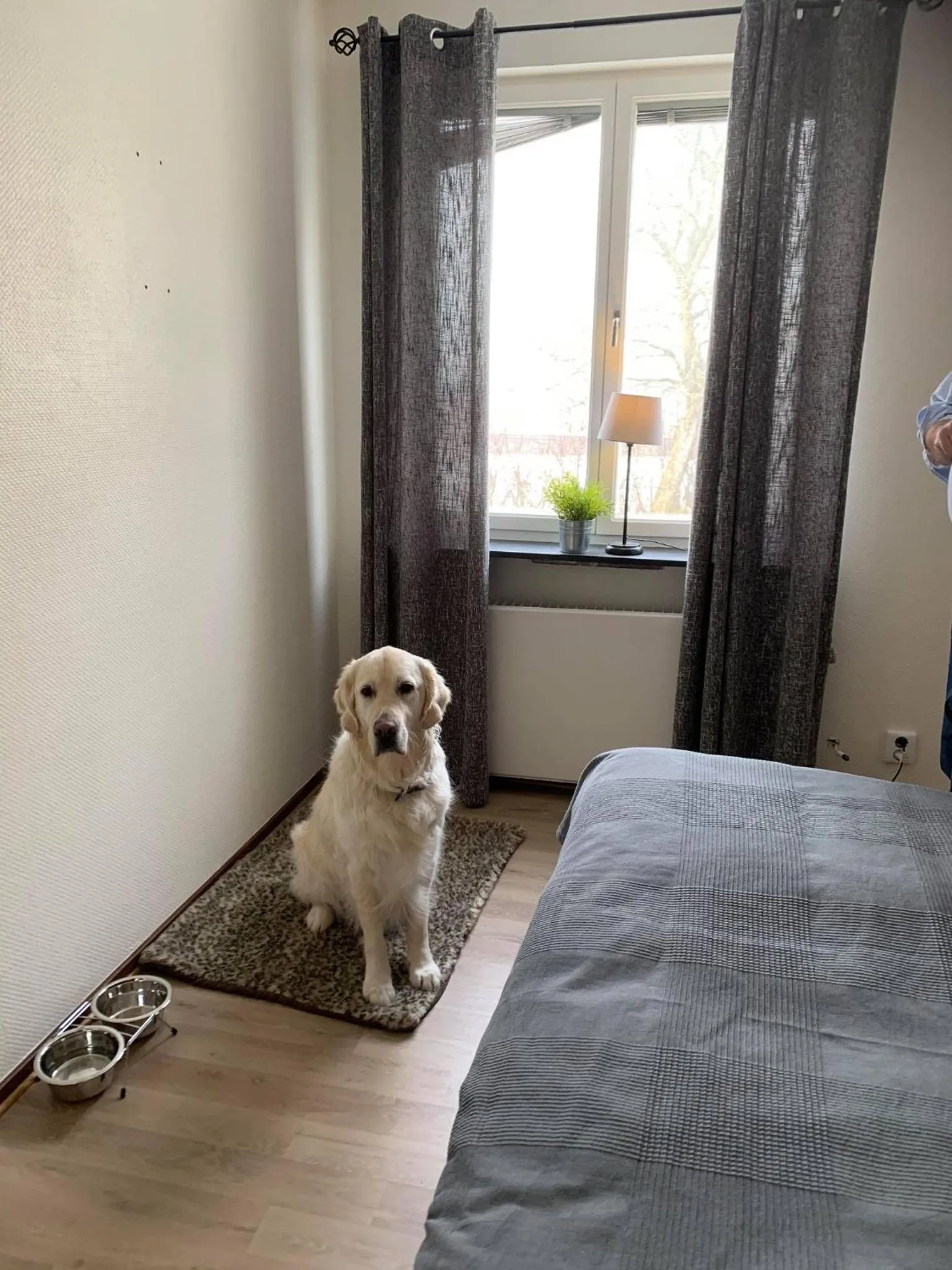 Pets in Brålanda Hotell och Vandrarhem