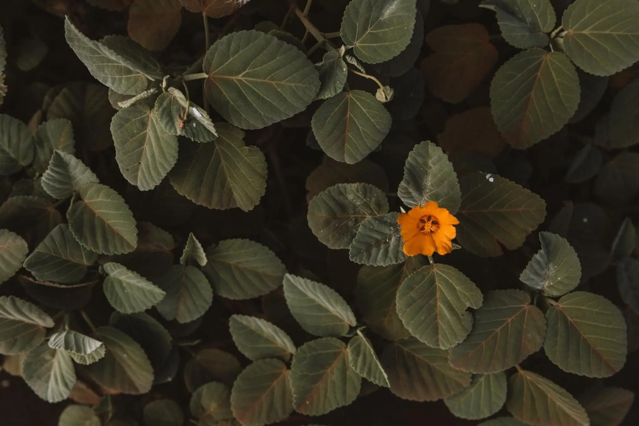 Area and facilities in Plantation Hale Suites