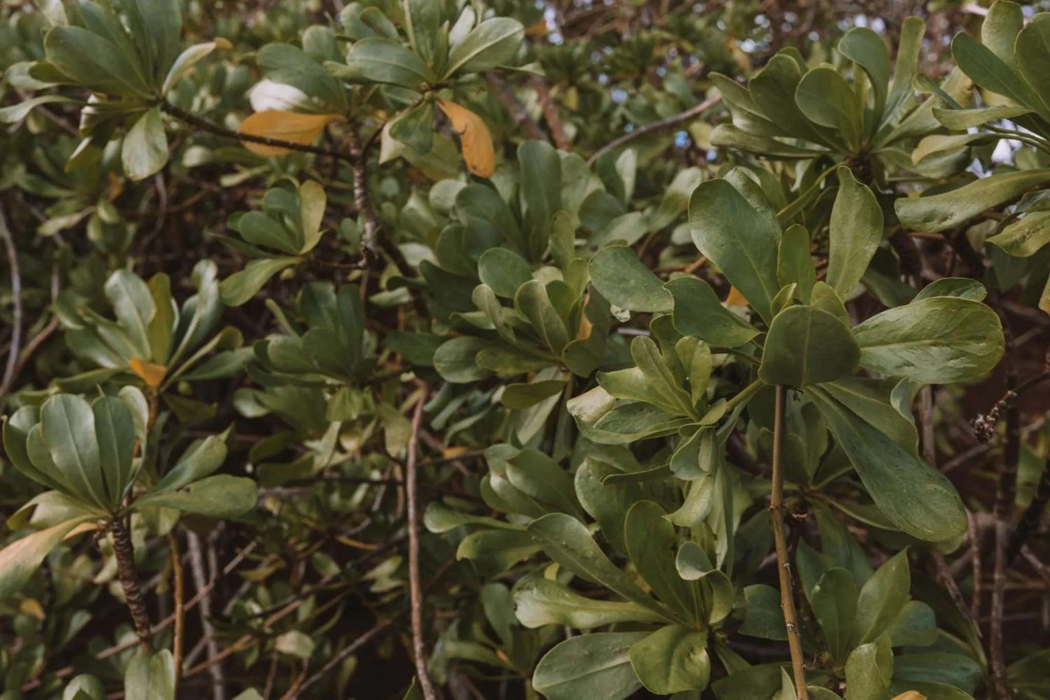 Area and facilities in Plantation Hale Suites