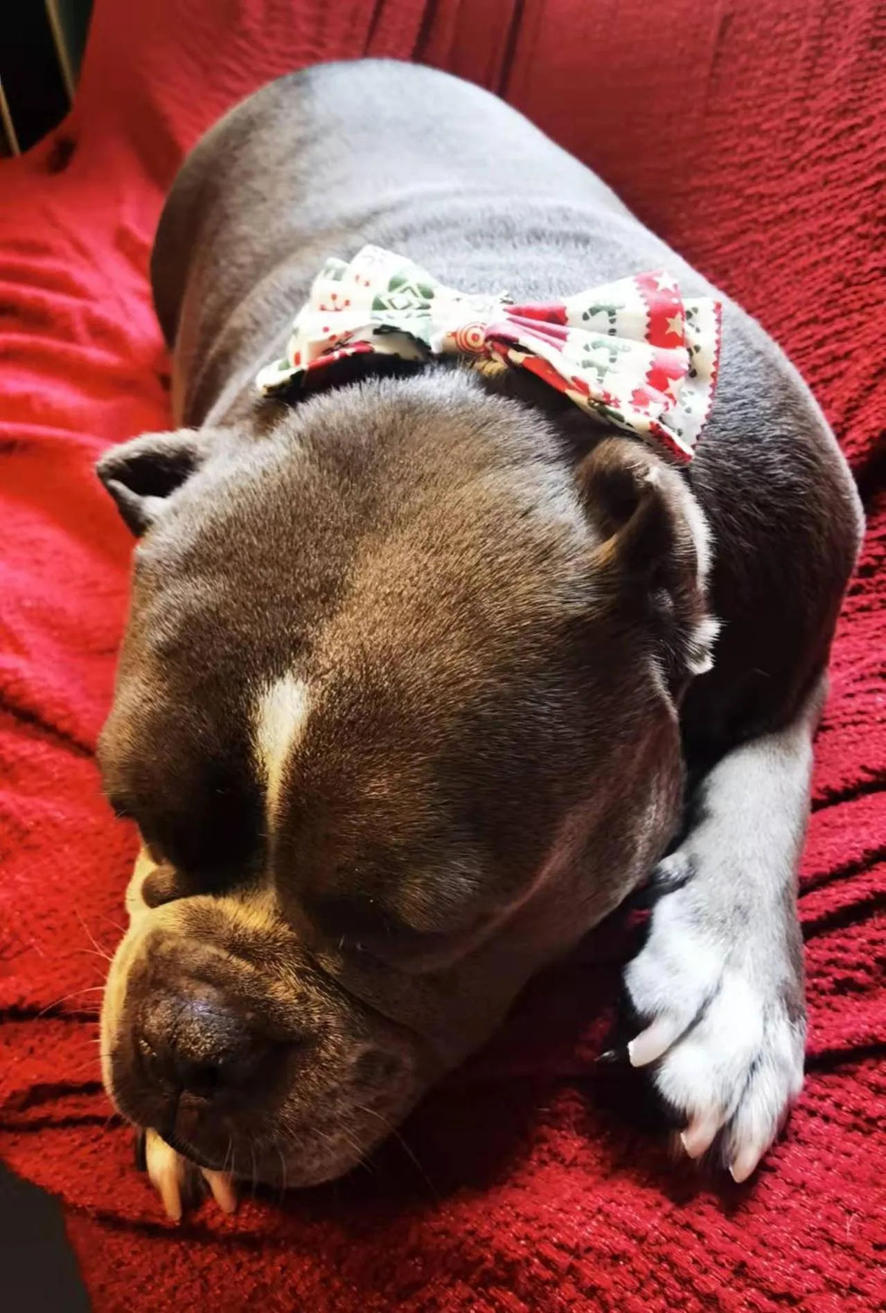 Animals in Summer Tree Inn