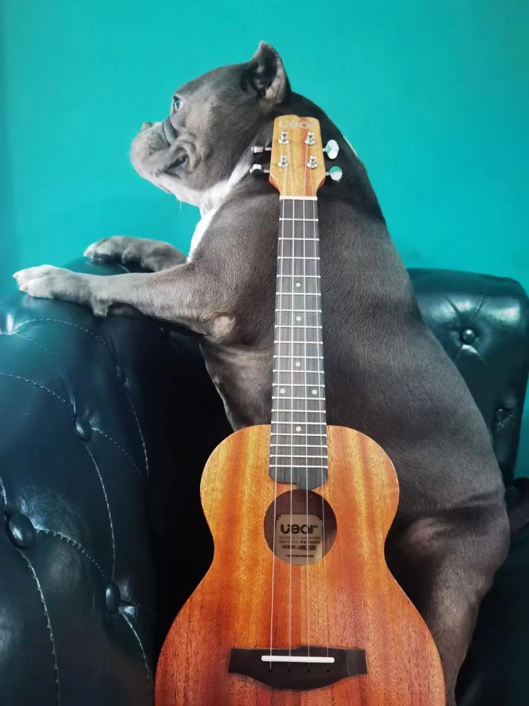 Animals in Summer Tree Inn