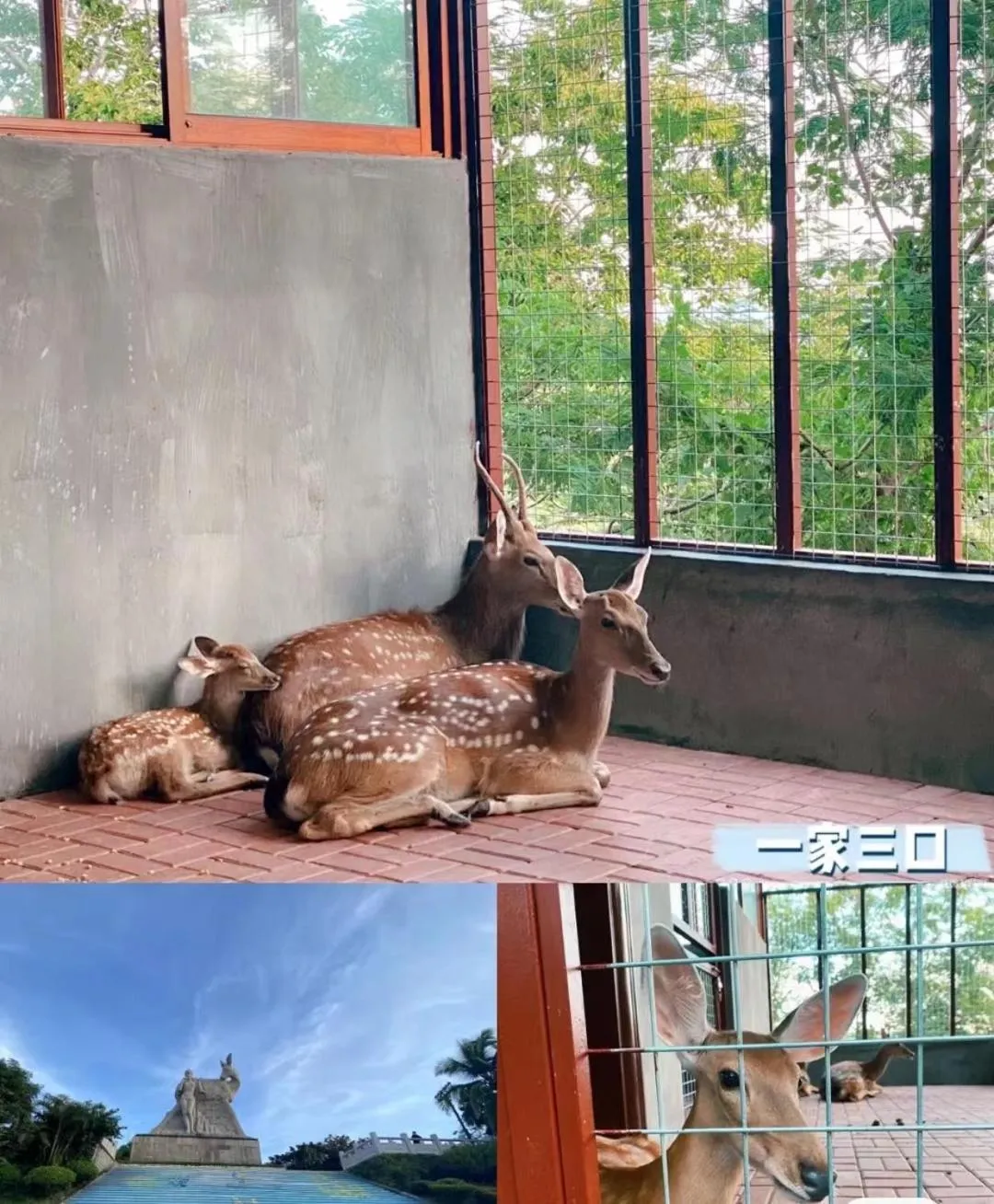 Animals in Summer Tree Inn