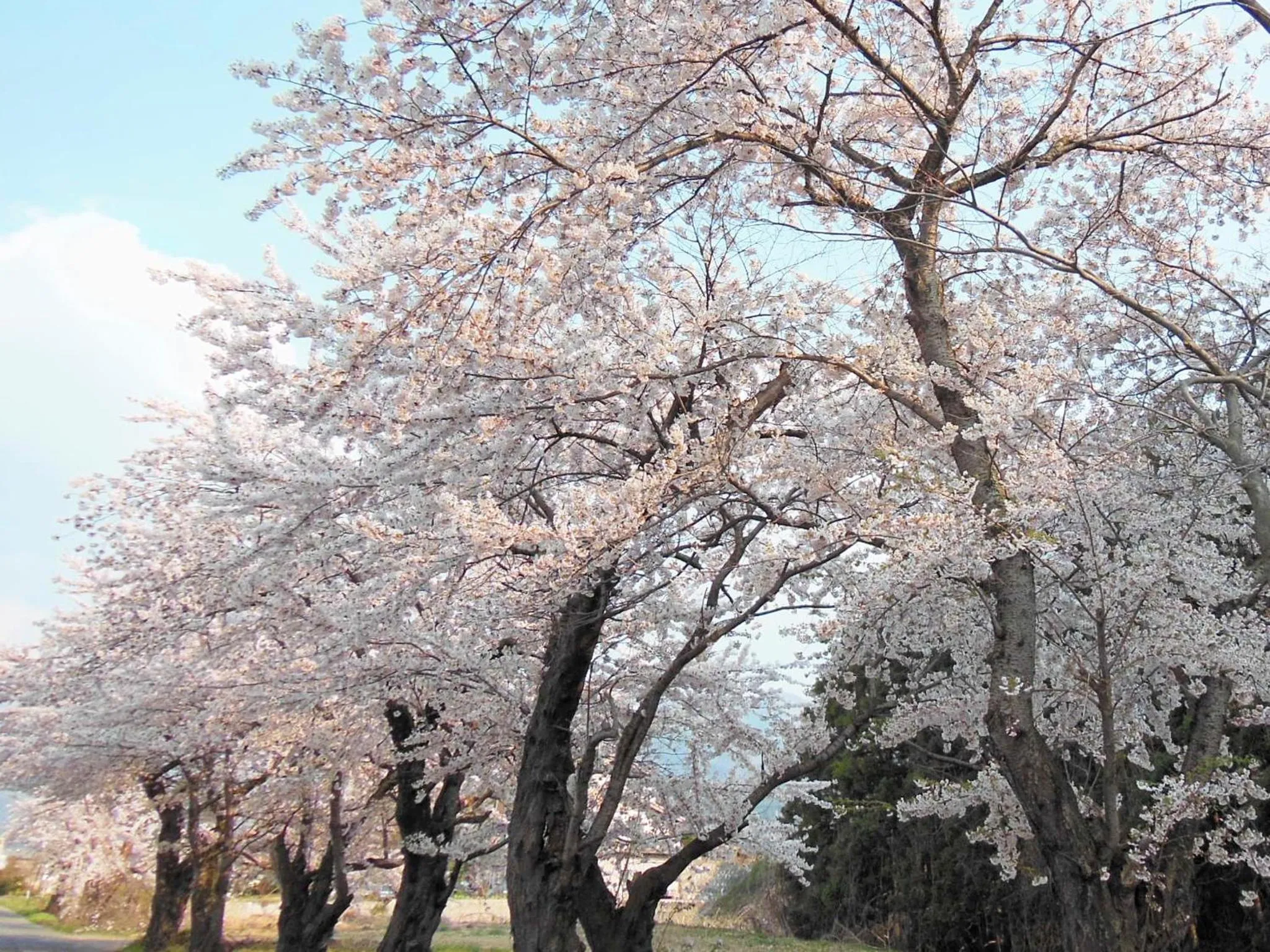 Nearby landmark in Hotel Tsubakino