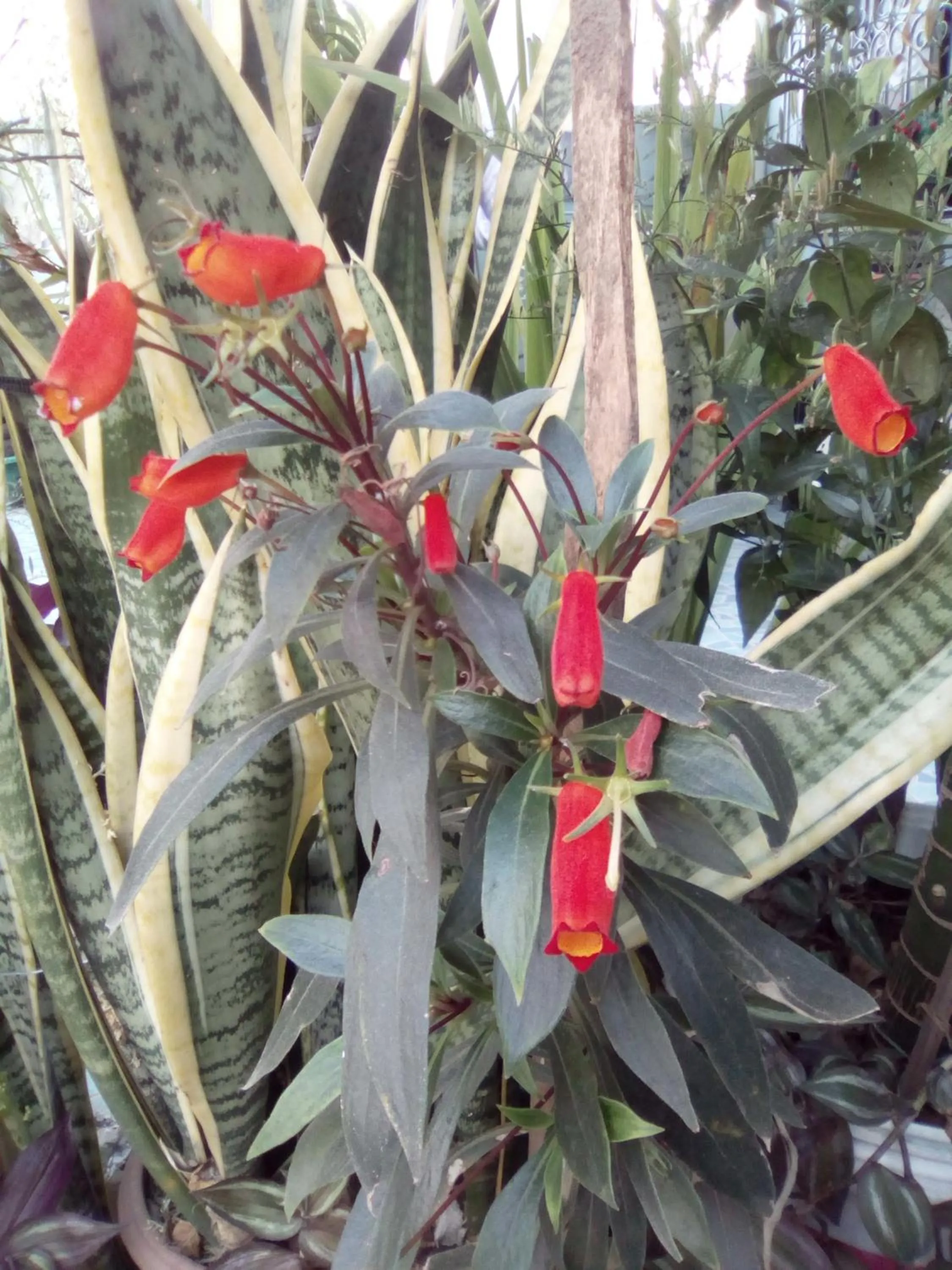 Sabaydee House at Pai