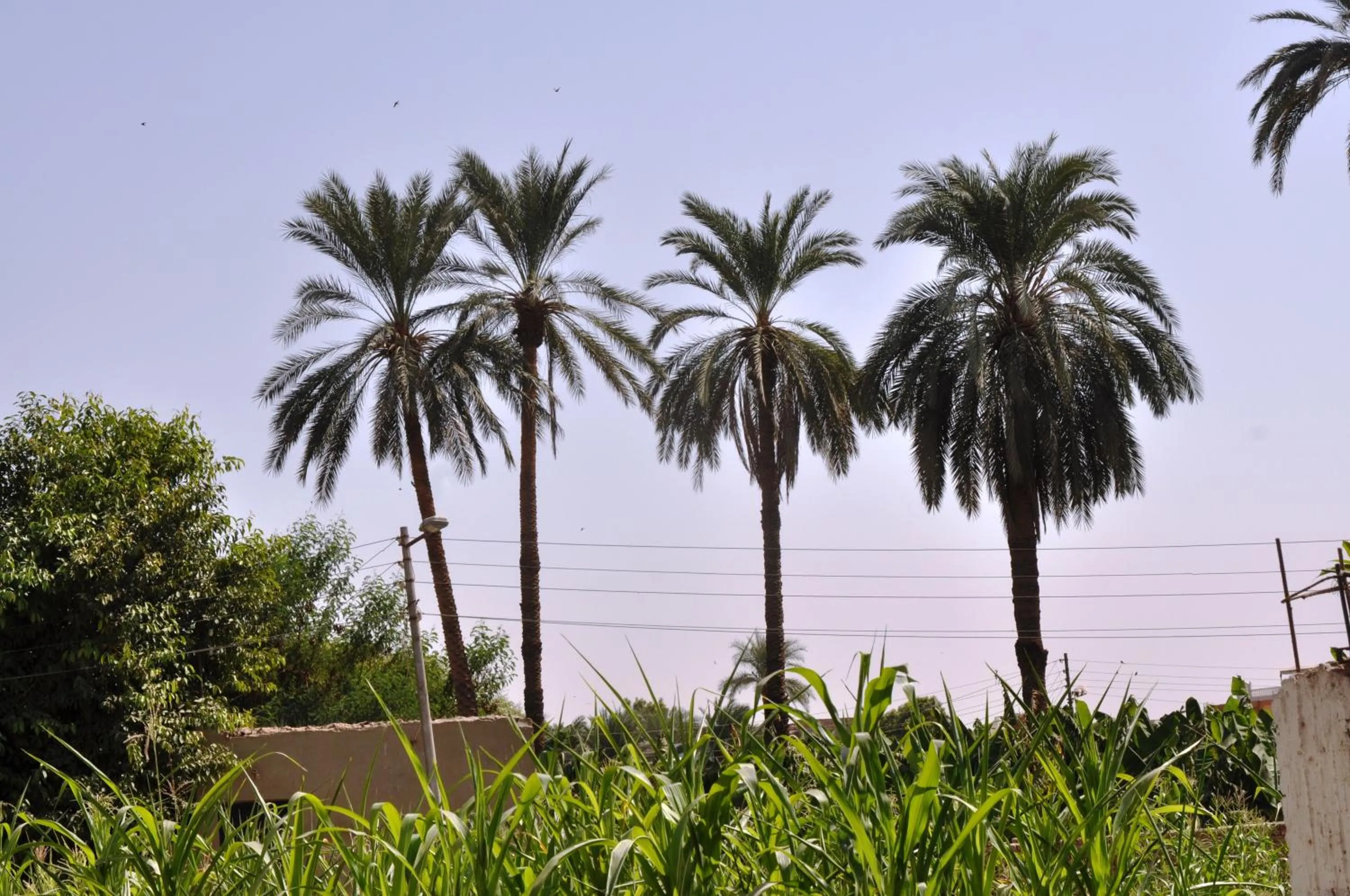 Natural landscape in El Nakhil Hotel