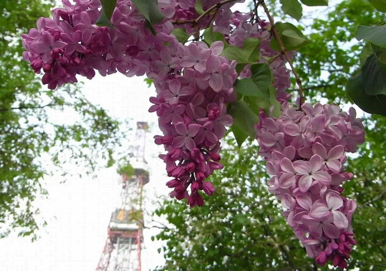 Nearby landmark in Tokyu Stay Sapporo