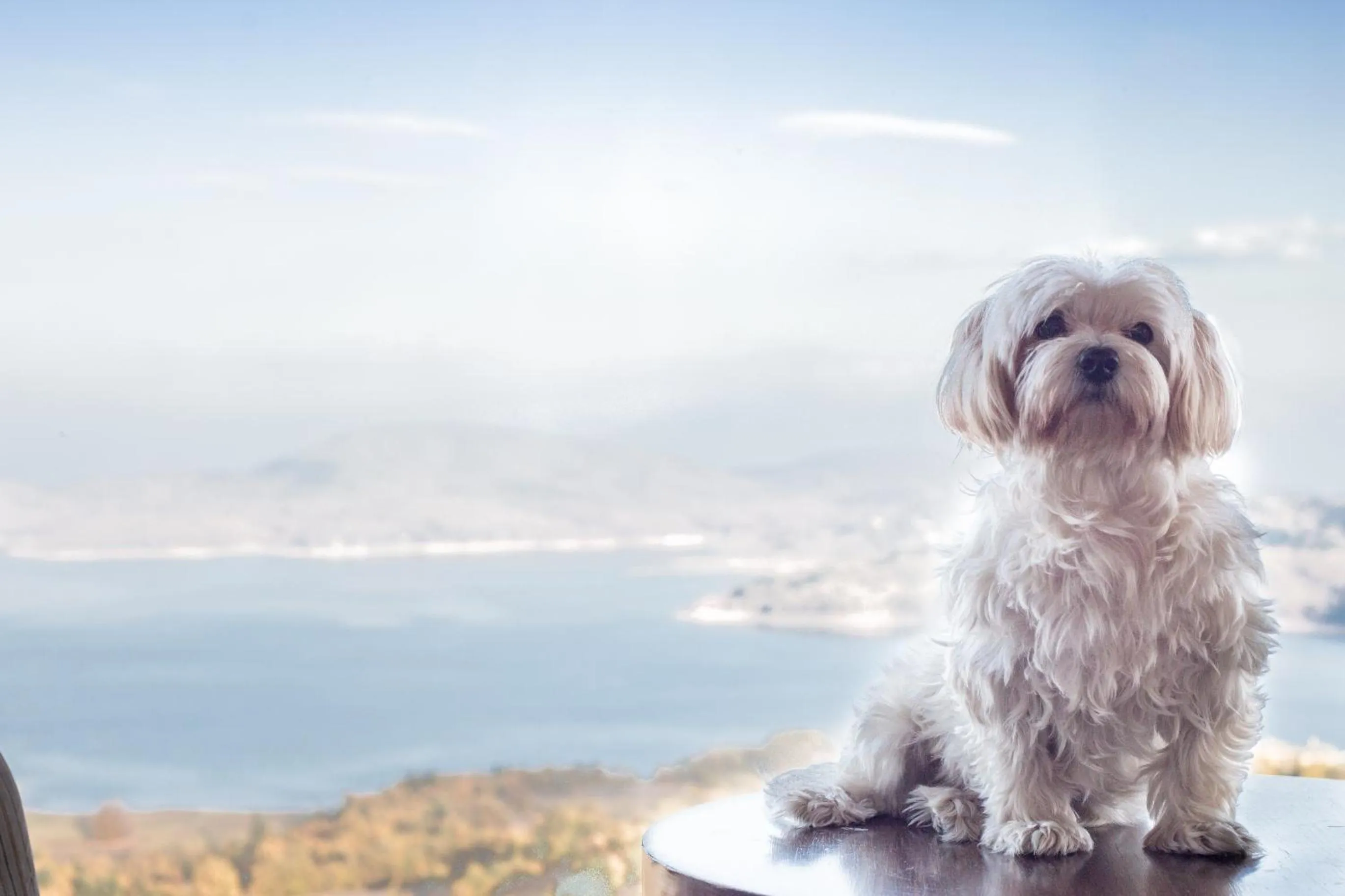 Pets in Nevros Hotel Resort and Spa Limni Plastira