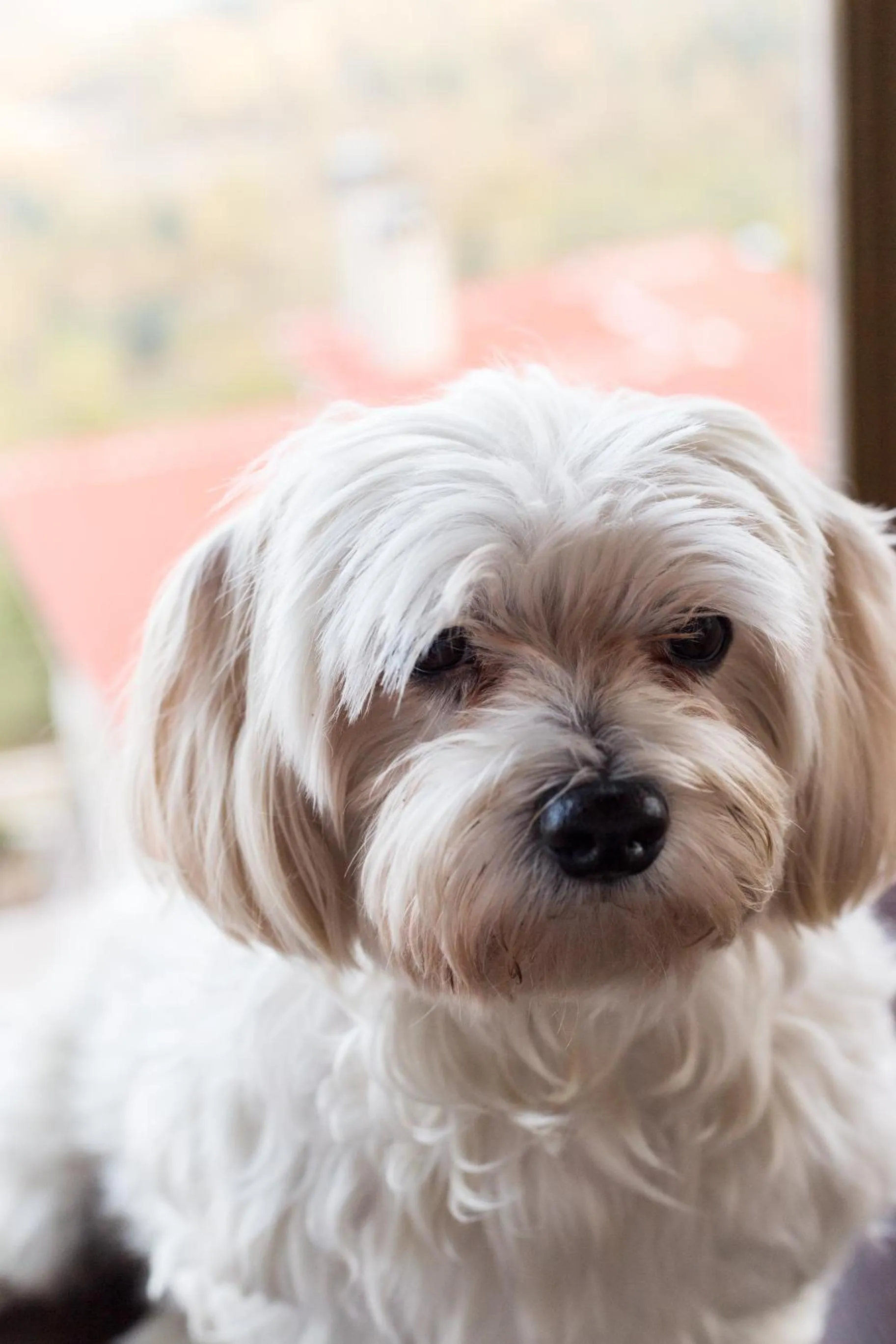 Pets in Nevros Hotel Resort and Spa Limni Plastira