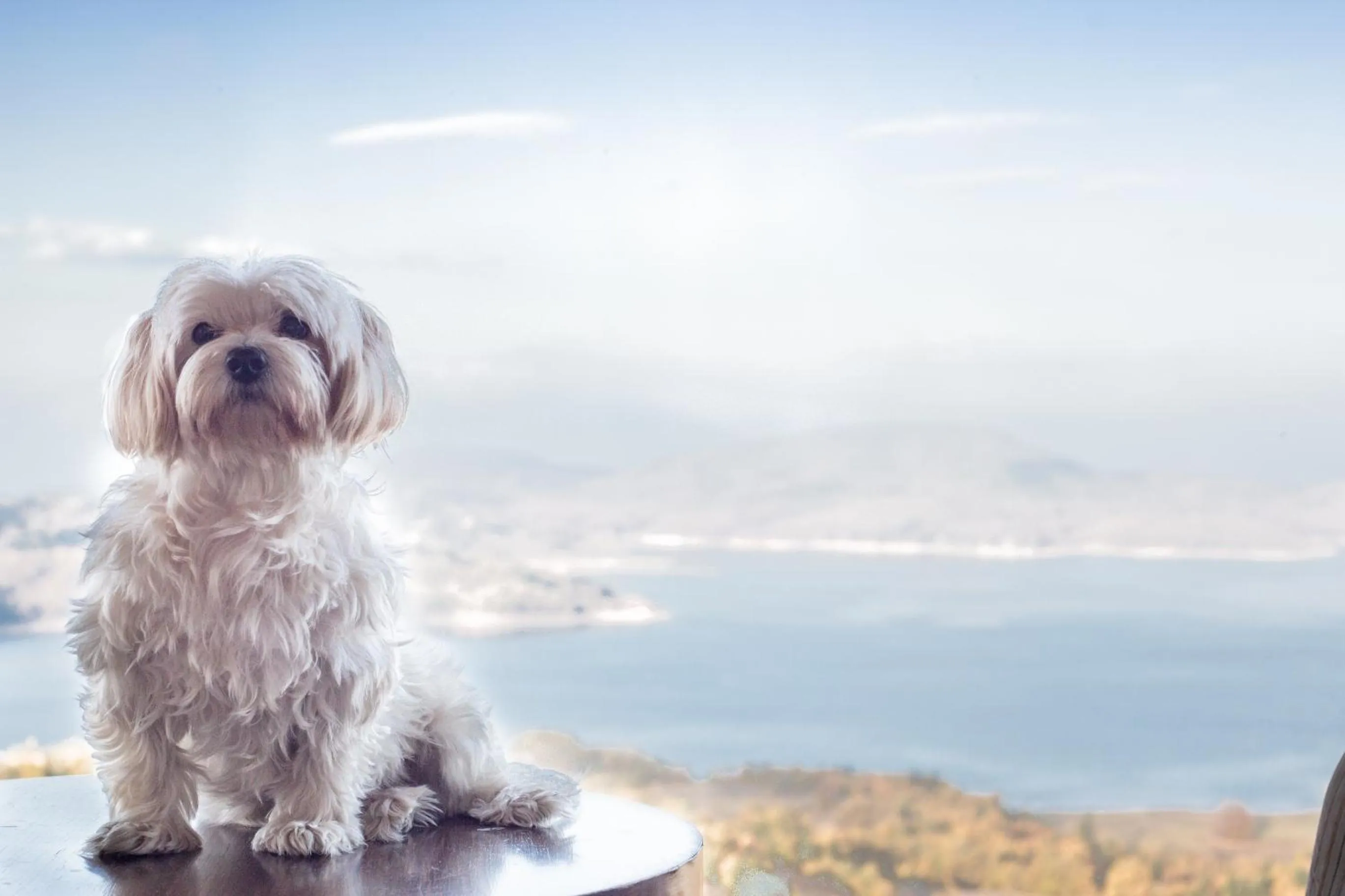 Pets in Nevros Hotel Resort and Spa Limni Plastira