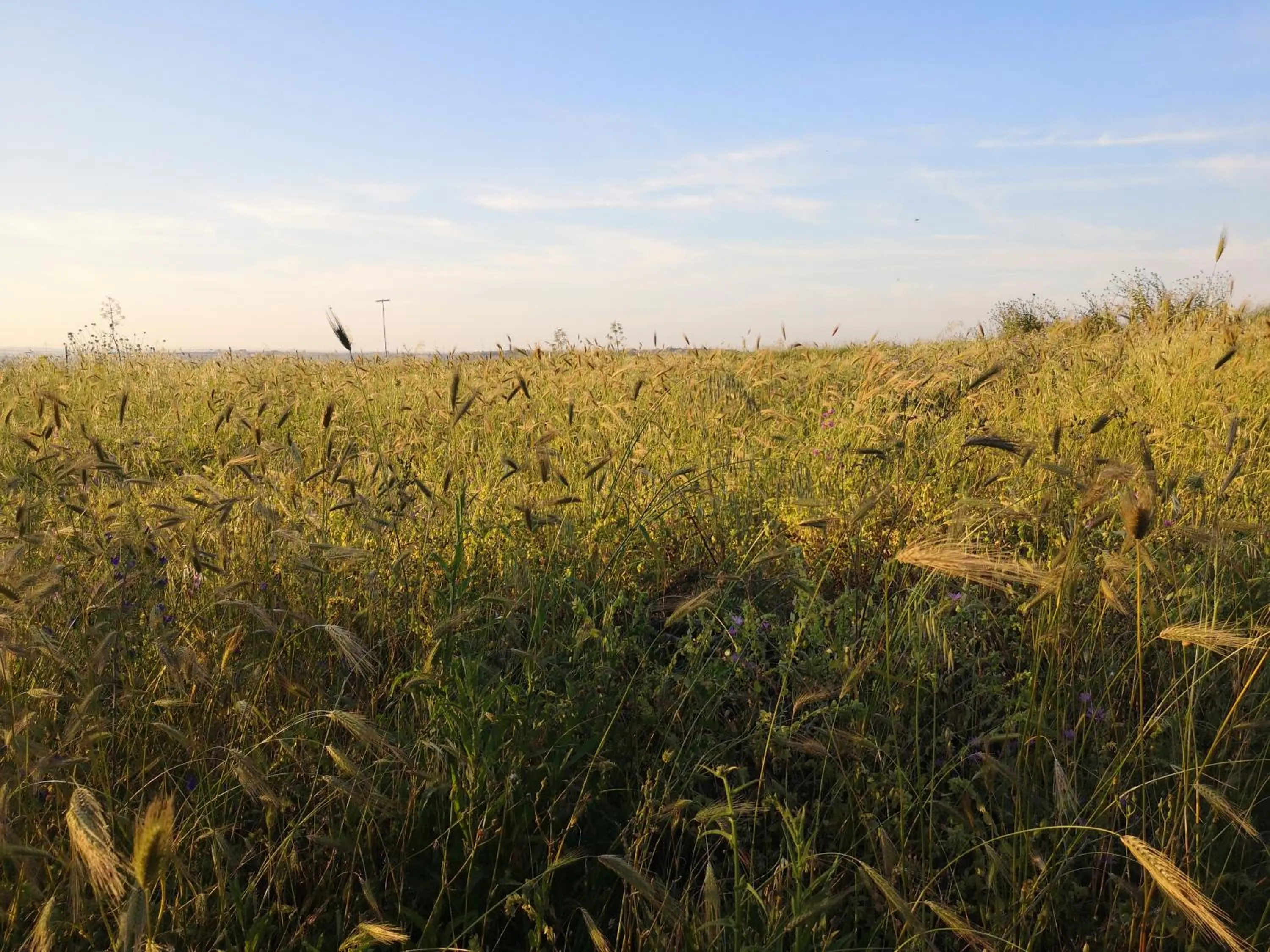 Natural landscape in Chiostro Delle Cererie
