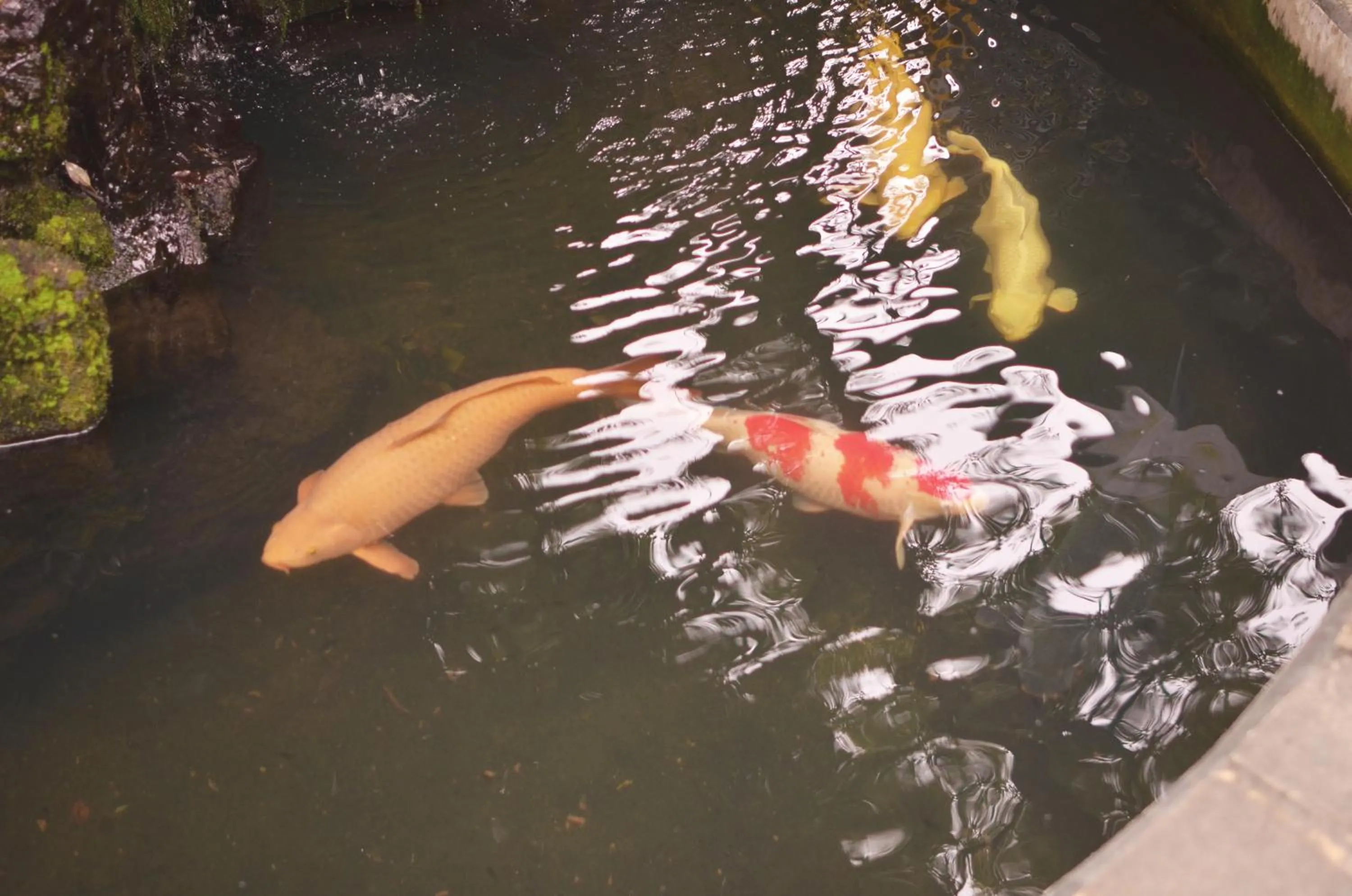 Property building in Ivy Motel