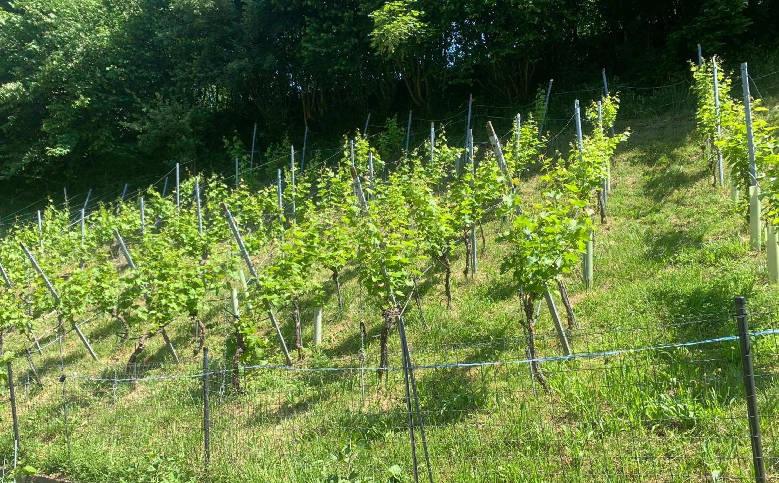 Bed n Breakfast Obermumpf