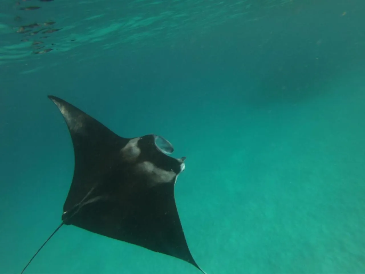 Activities in Island Home Inn