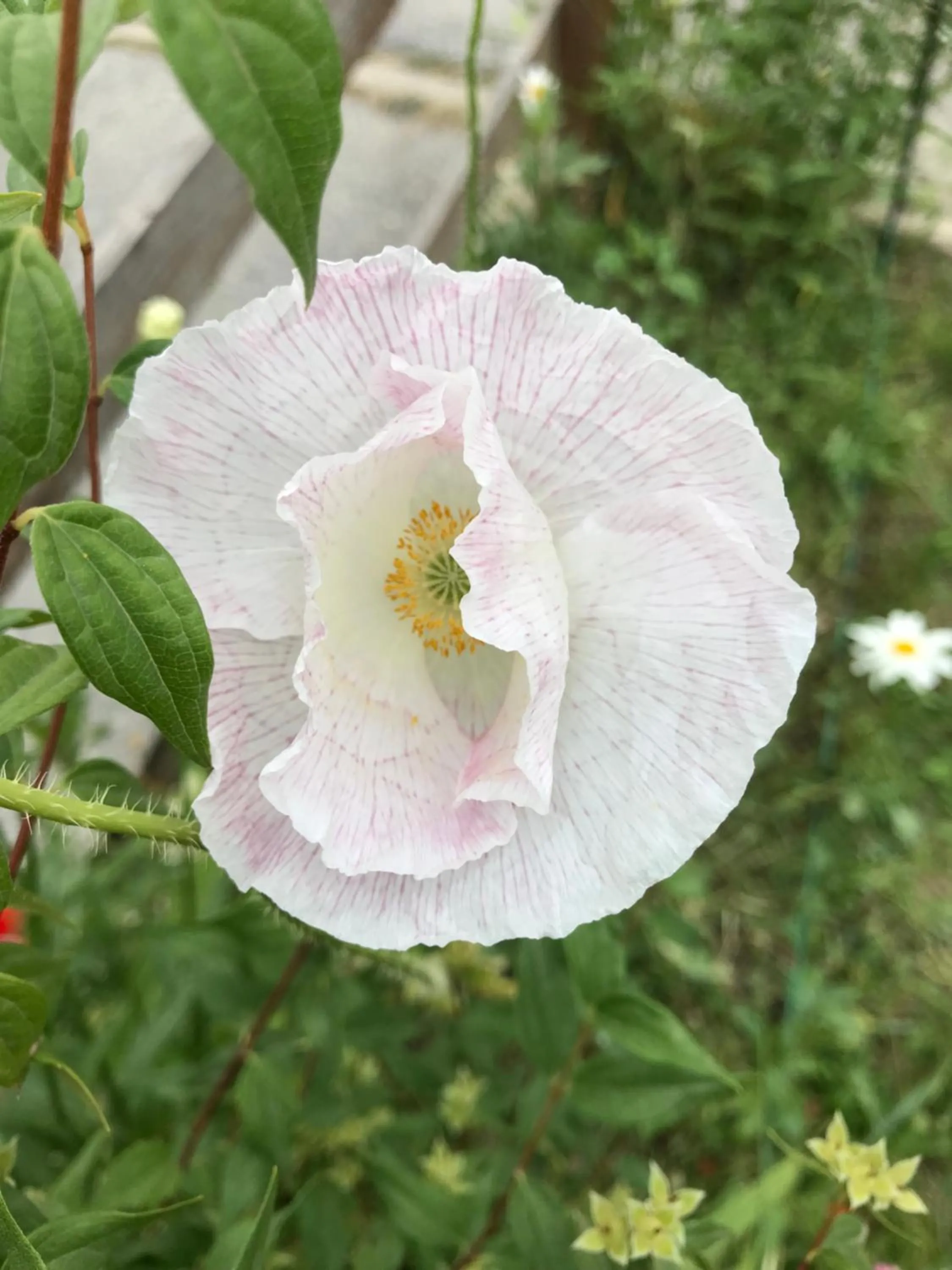 Garden in Hotel Cà Fiore