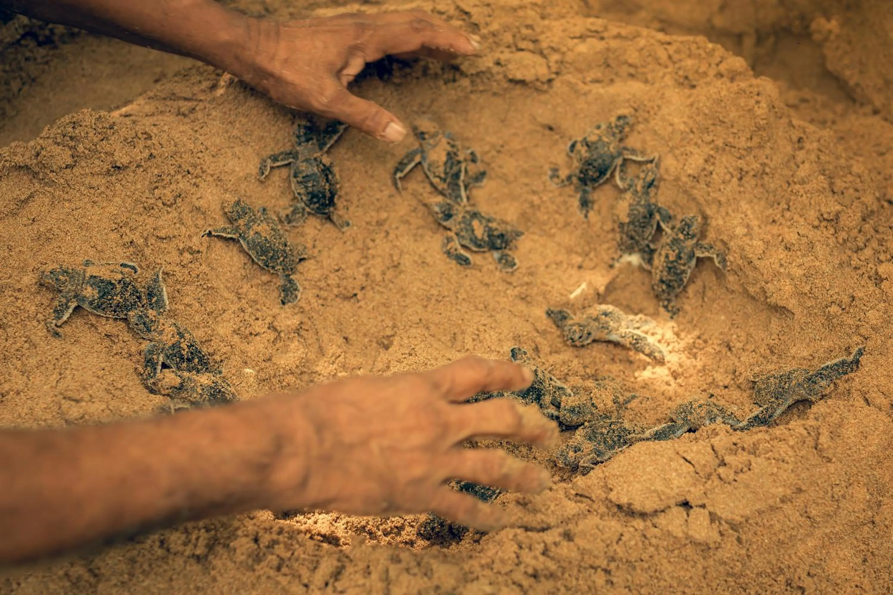 Activities in The Habitat Kosgoda by Asia Leisure