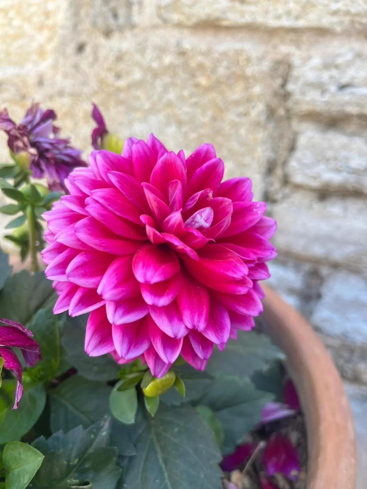 Garden in Griffon Hotel