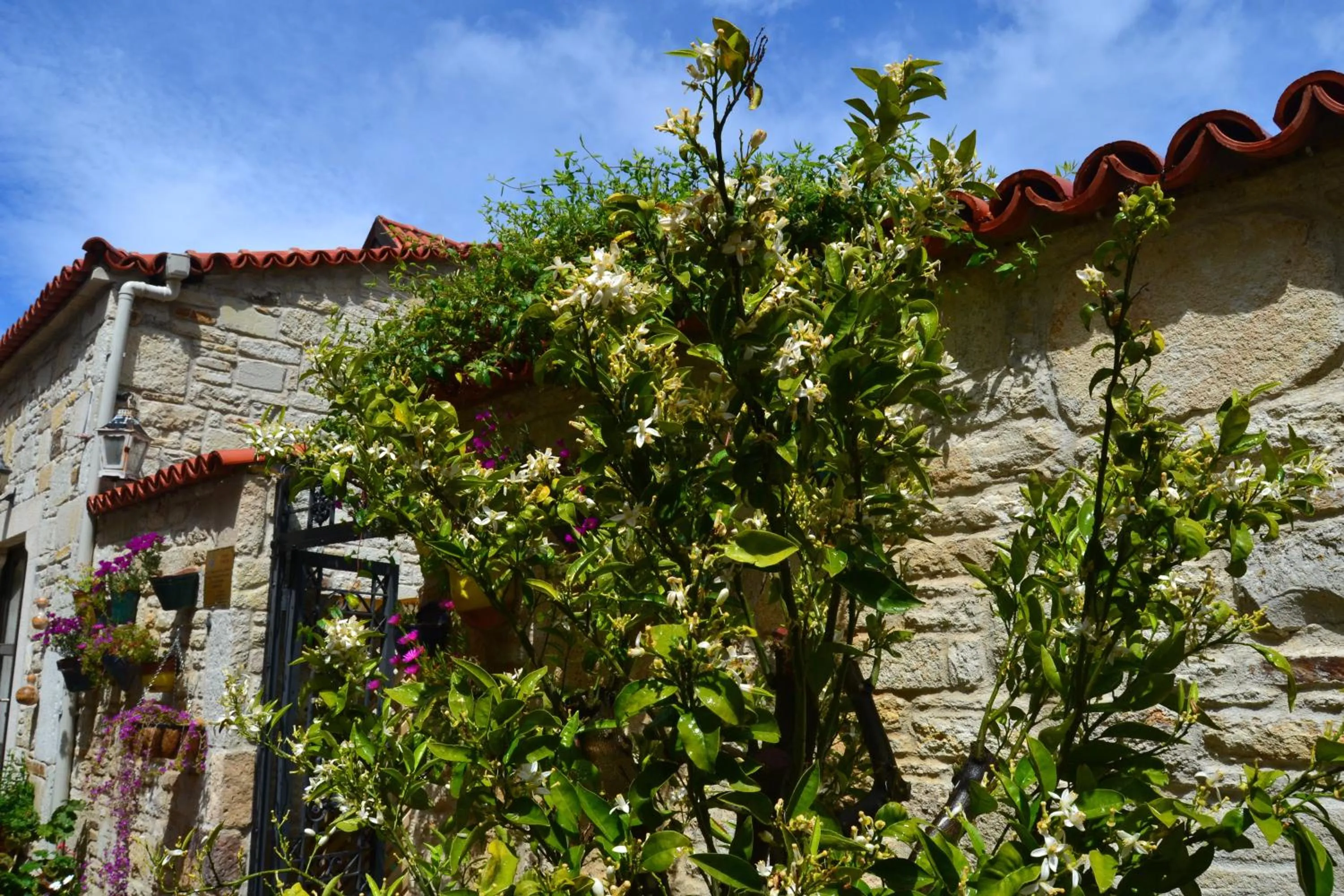 Garden in Griffon Hotel