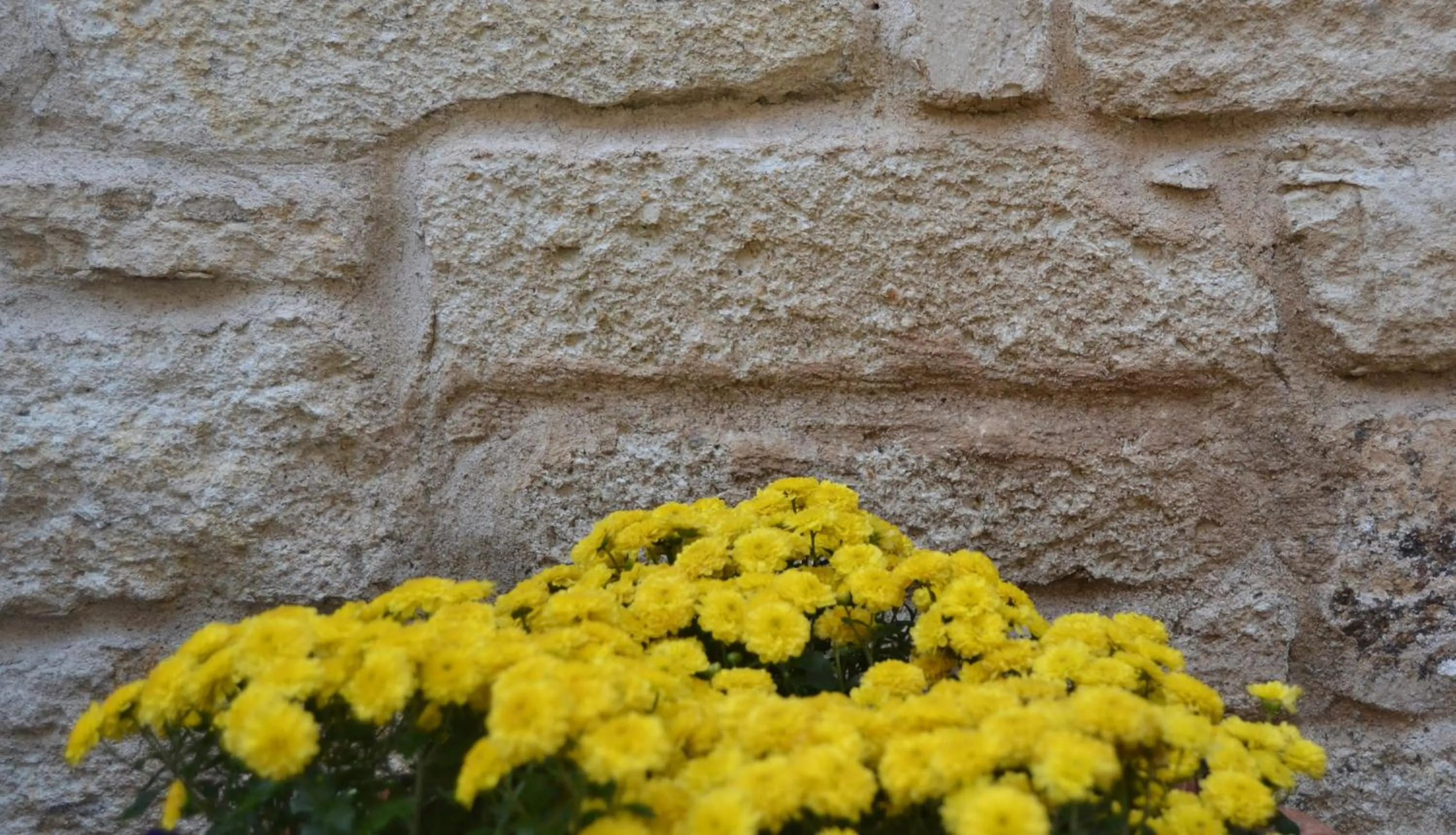 Garden in Griffon Hotel