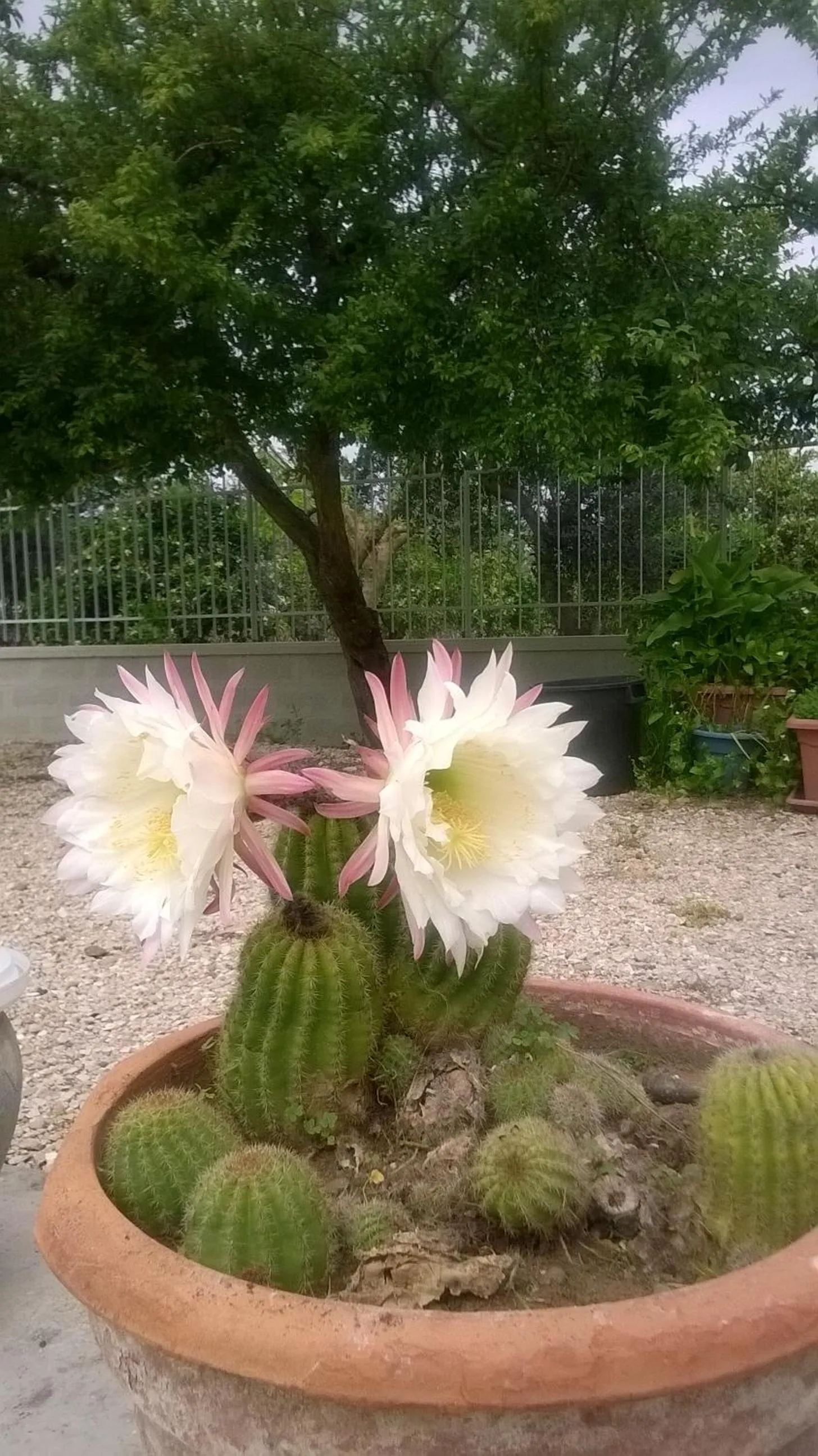 Garden in All'ombra del Carrubo - Metaponto