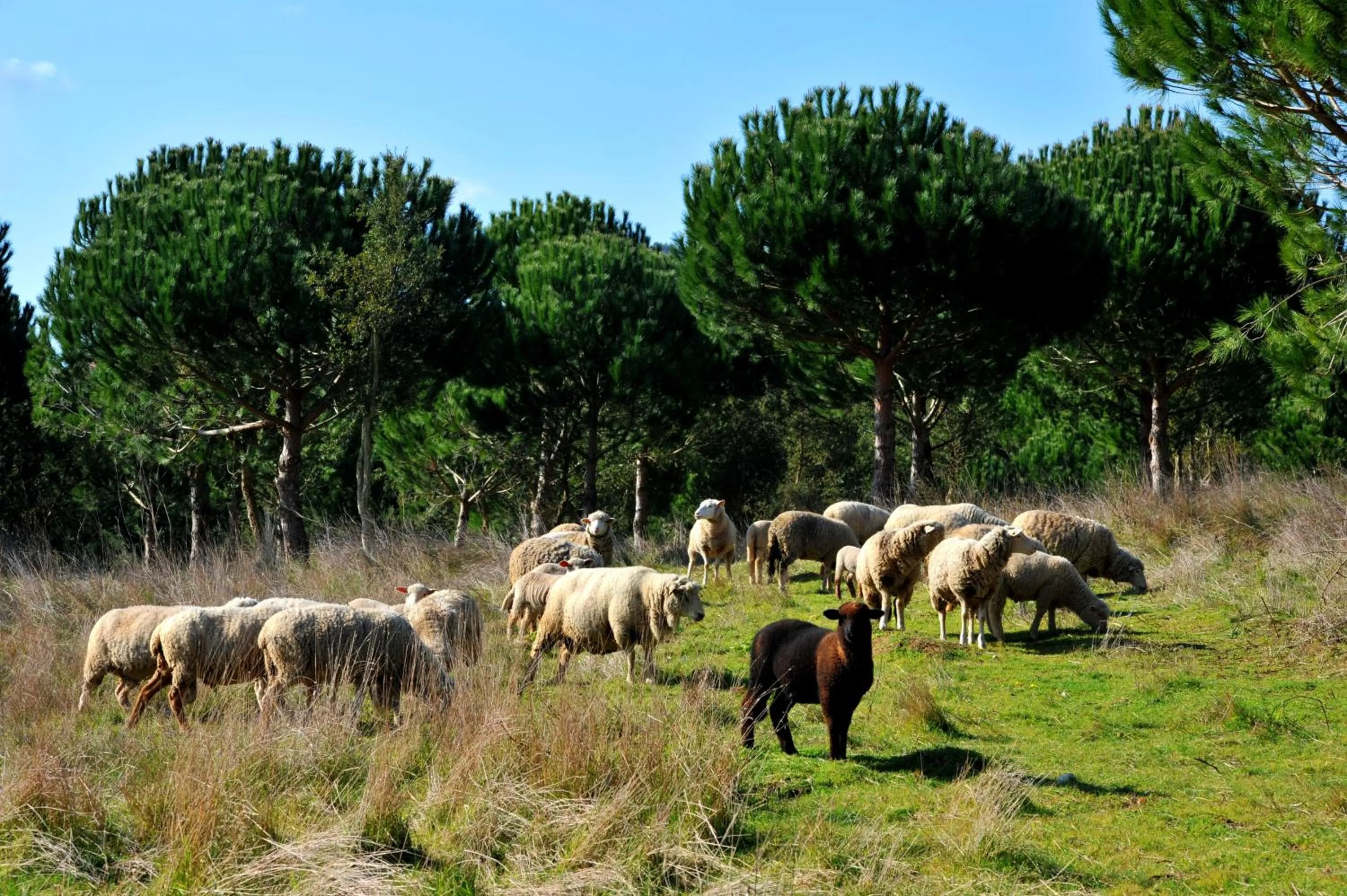 Animals in Quinta dos Machados Countryside Hotel & Spa