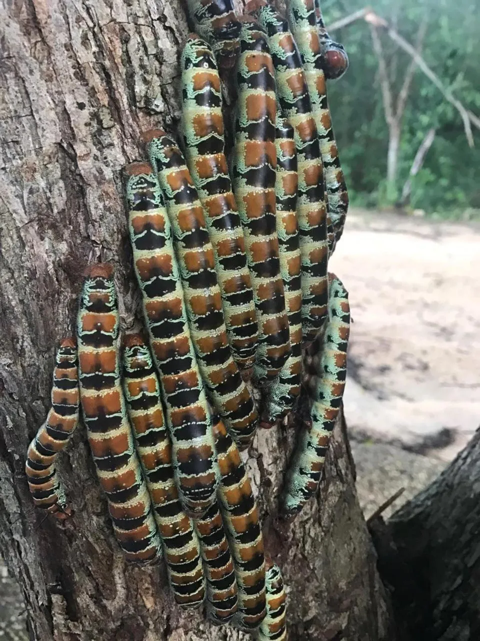 Animals in Villas Vallazoo