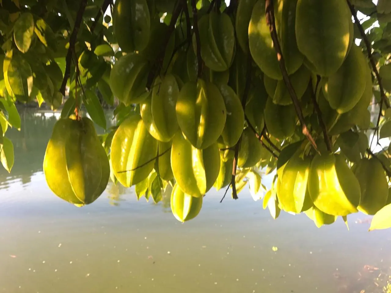 Garden in Villas Vallazoo