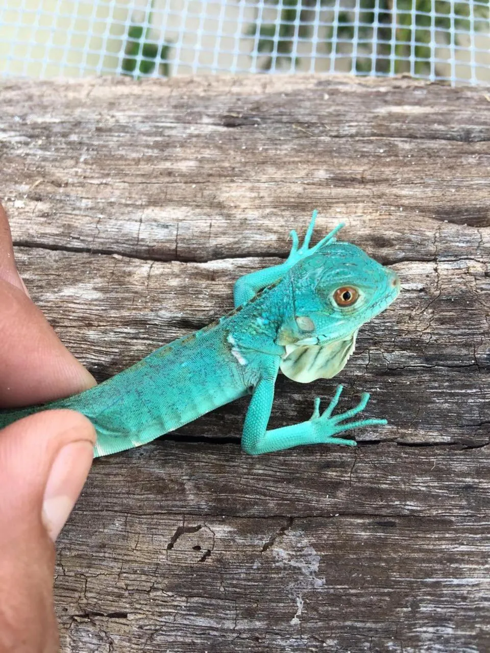 Animals in Villas Vallazoo