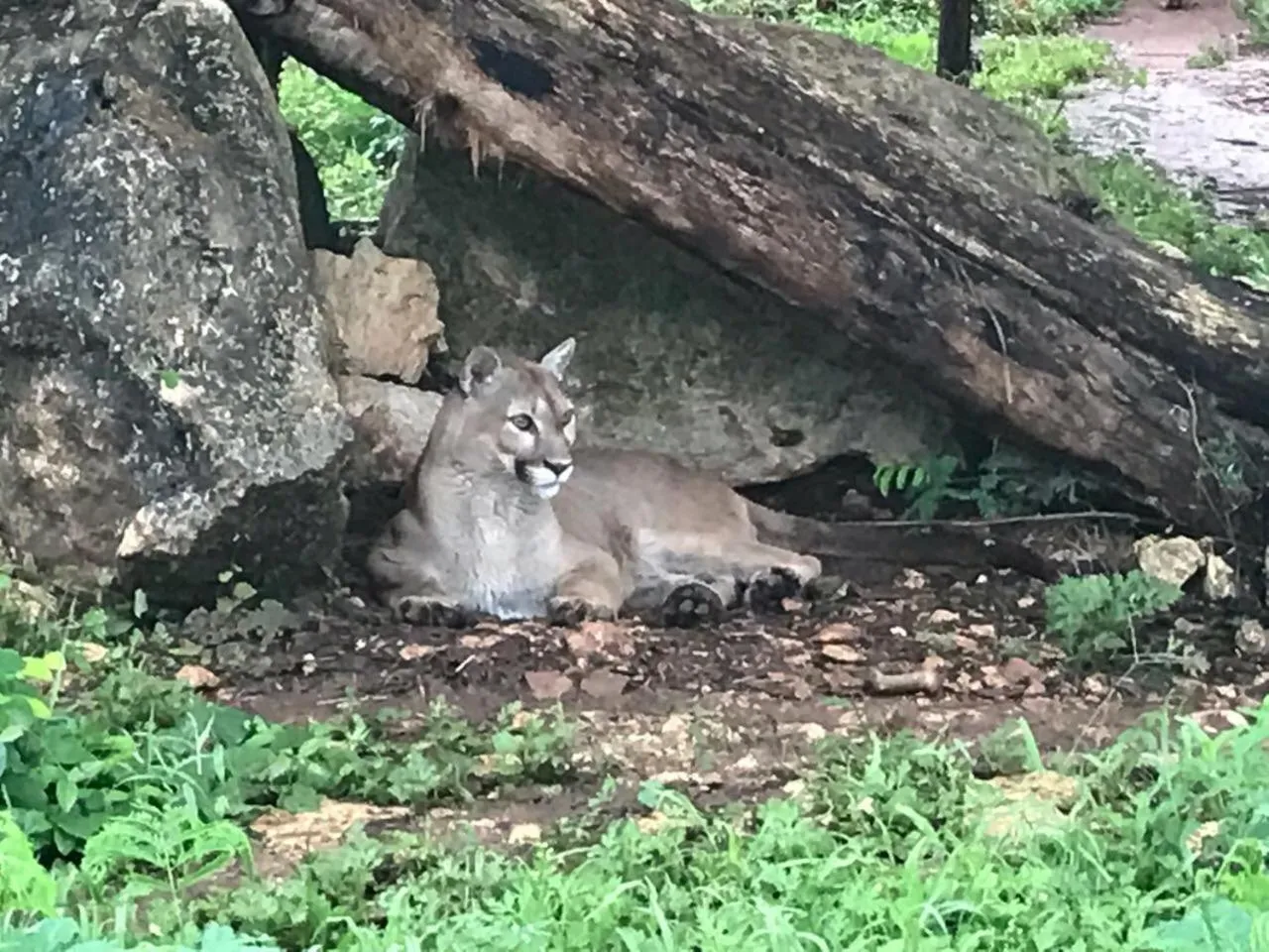 Garden in Villas Vallazoo