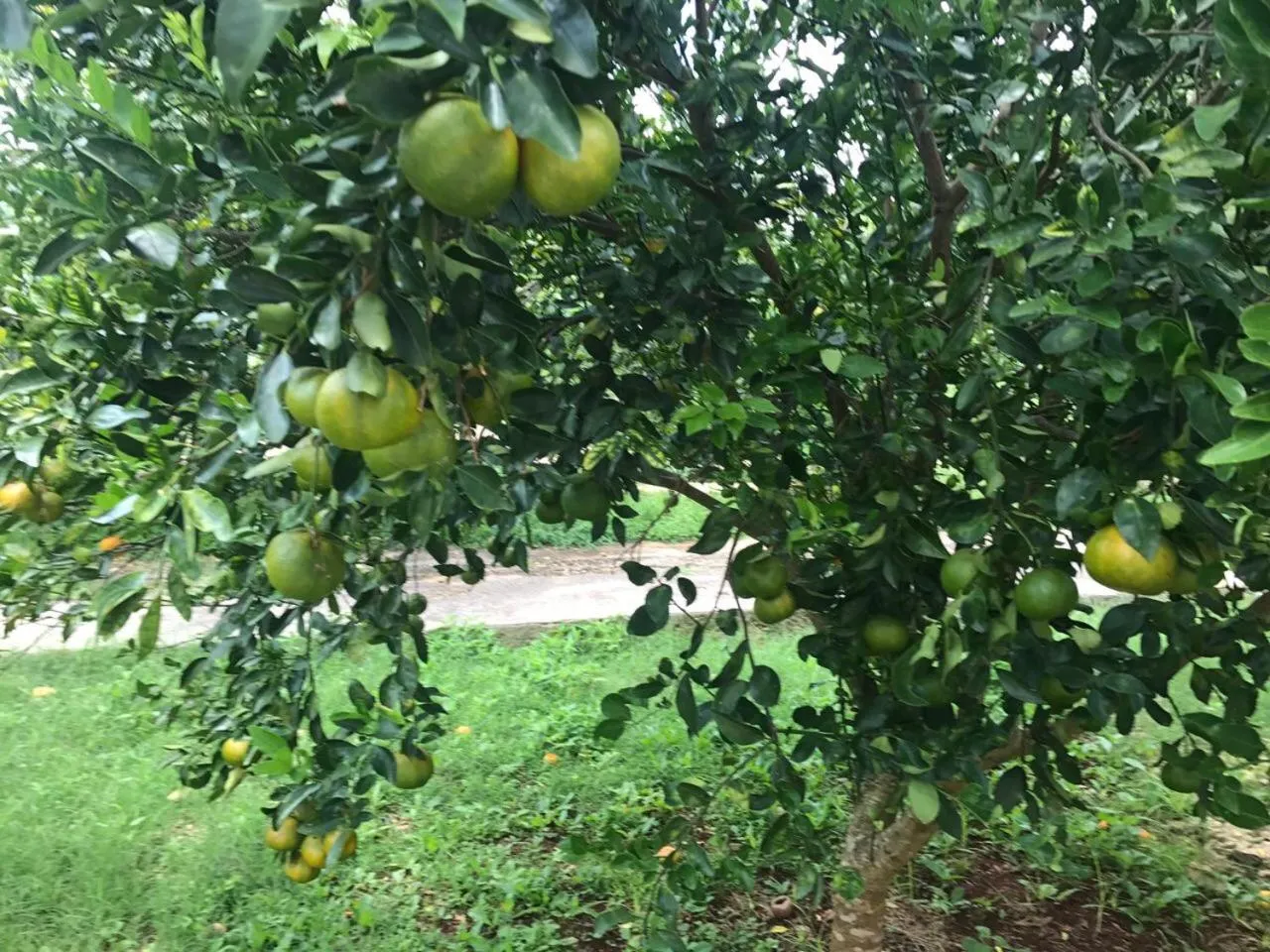 Natural landscape in Villas Vallazoo