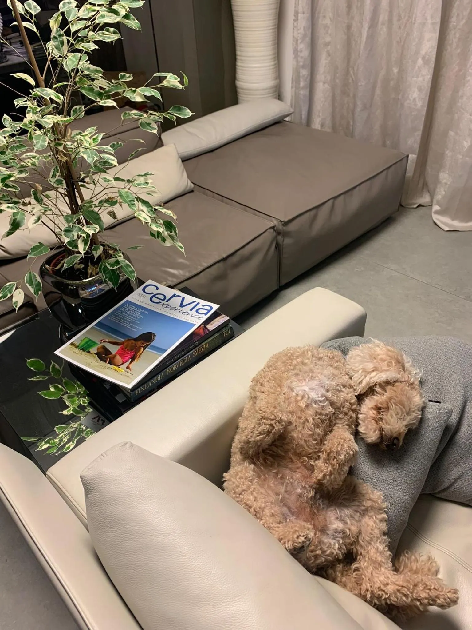 Animals in Hotel Commodore